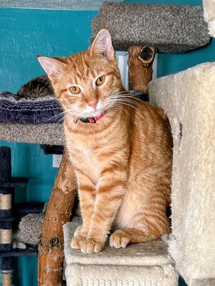 Enlarge Pumpkin, a Adoptable mixed breed in Louisville, KY image 1/1