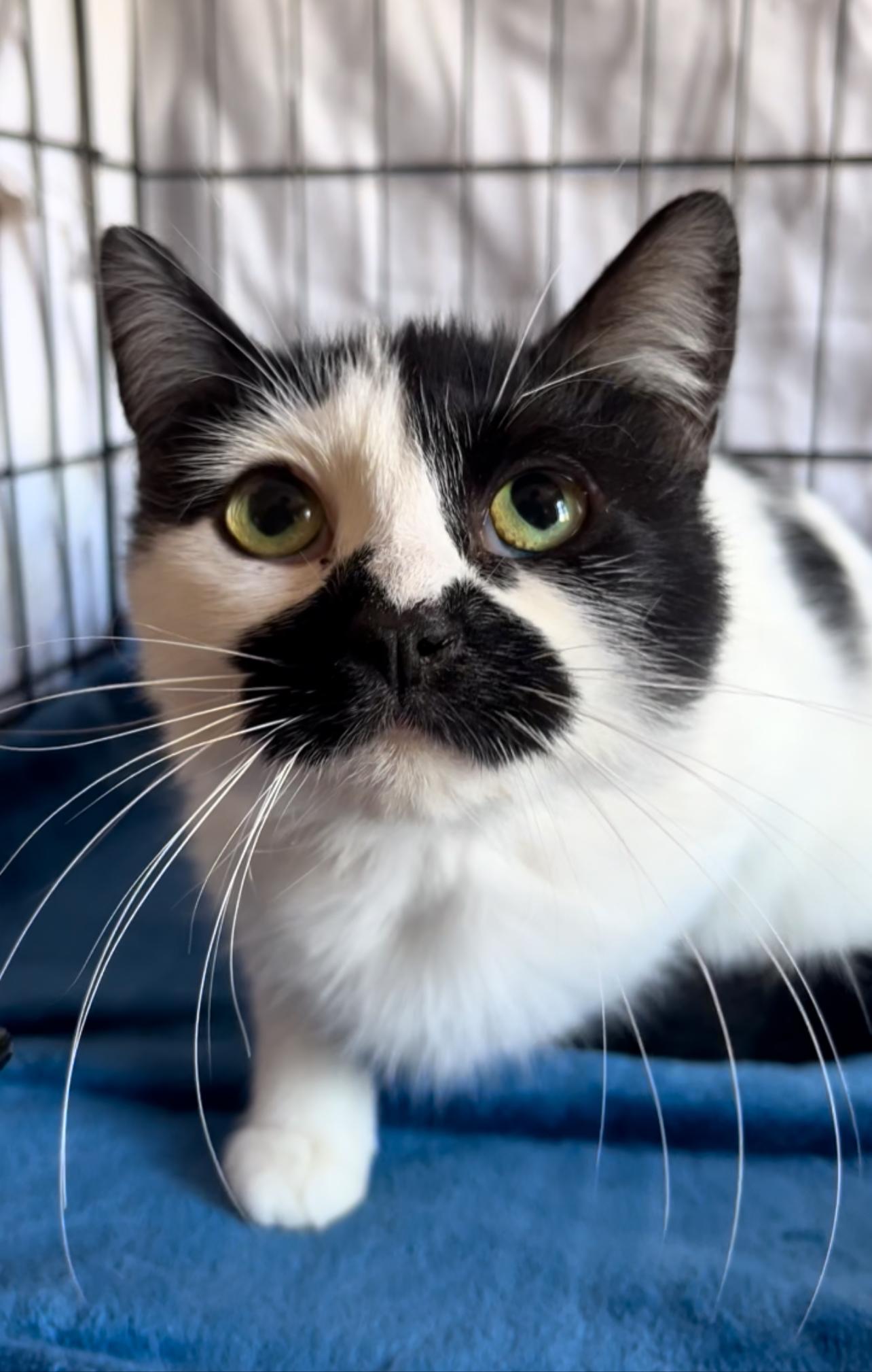 Enlarge Mika, a Adopted mixed breed in Brooklyn, NY image 1/4