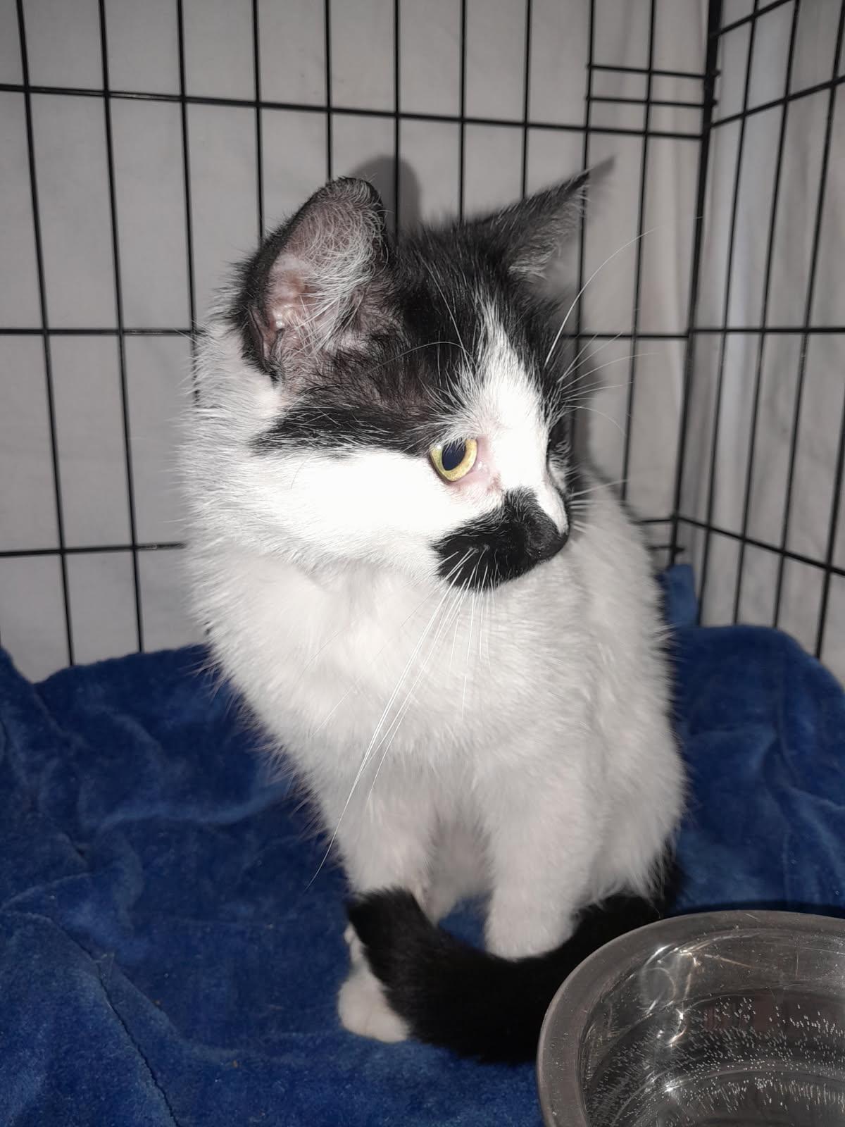 Enlarge Mika, a Adopted mixed breed in Brooklyn, NY image 2/4