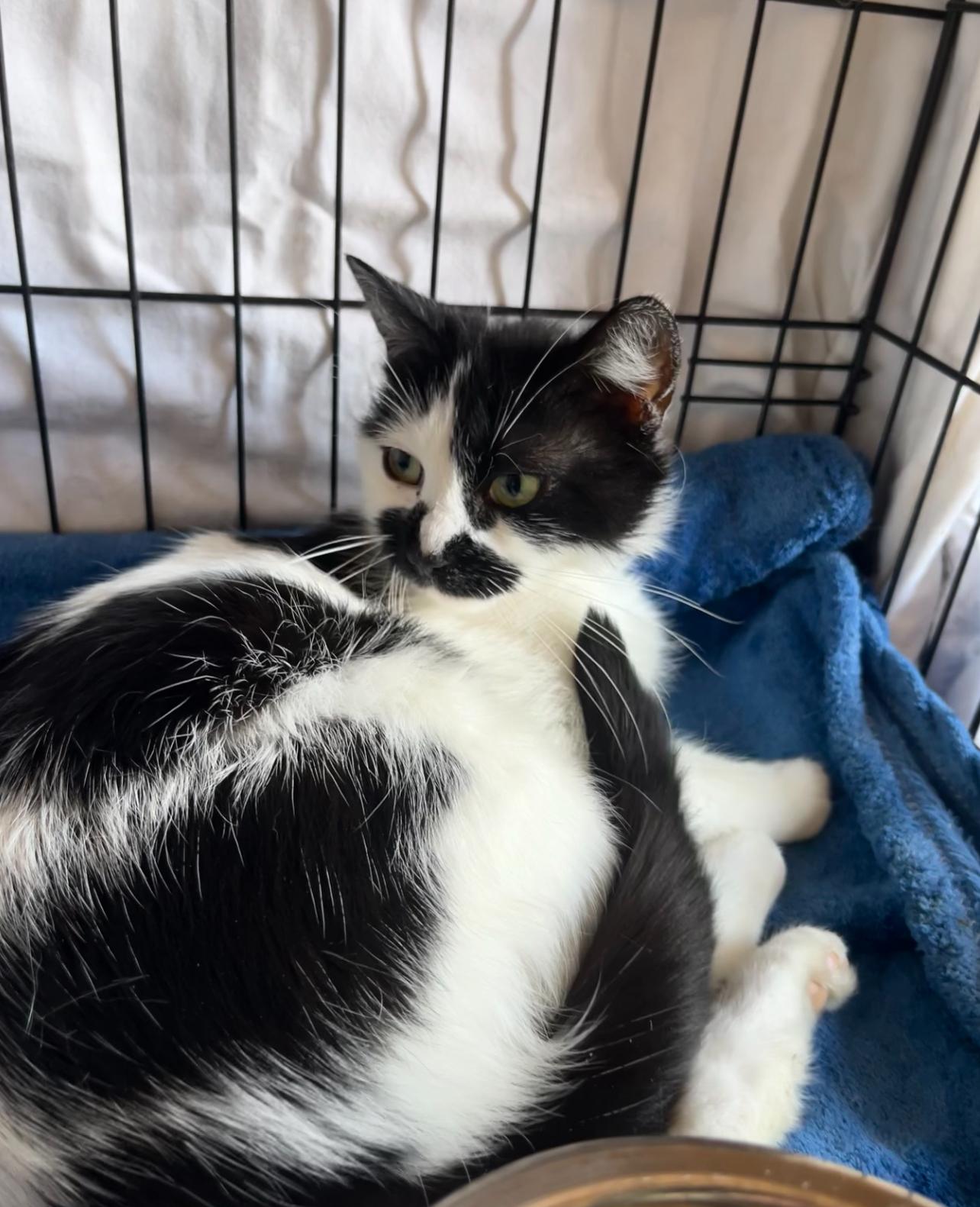 Enlarge Mika, a Adopted mixed breed in Brooklyn, NY image 3/4