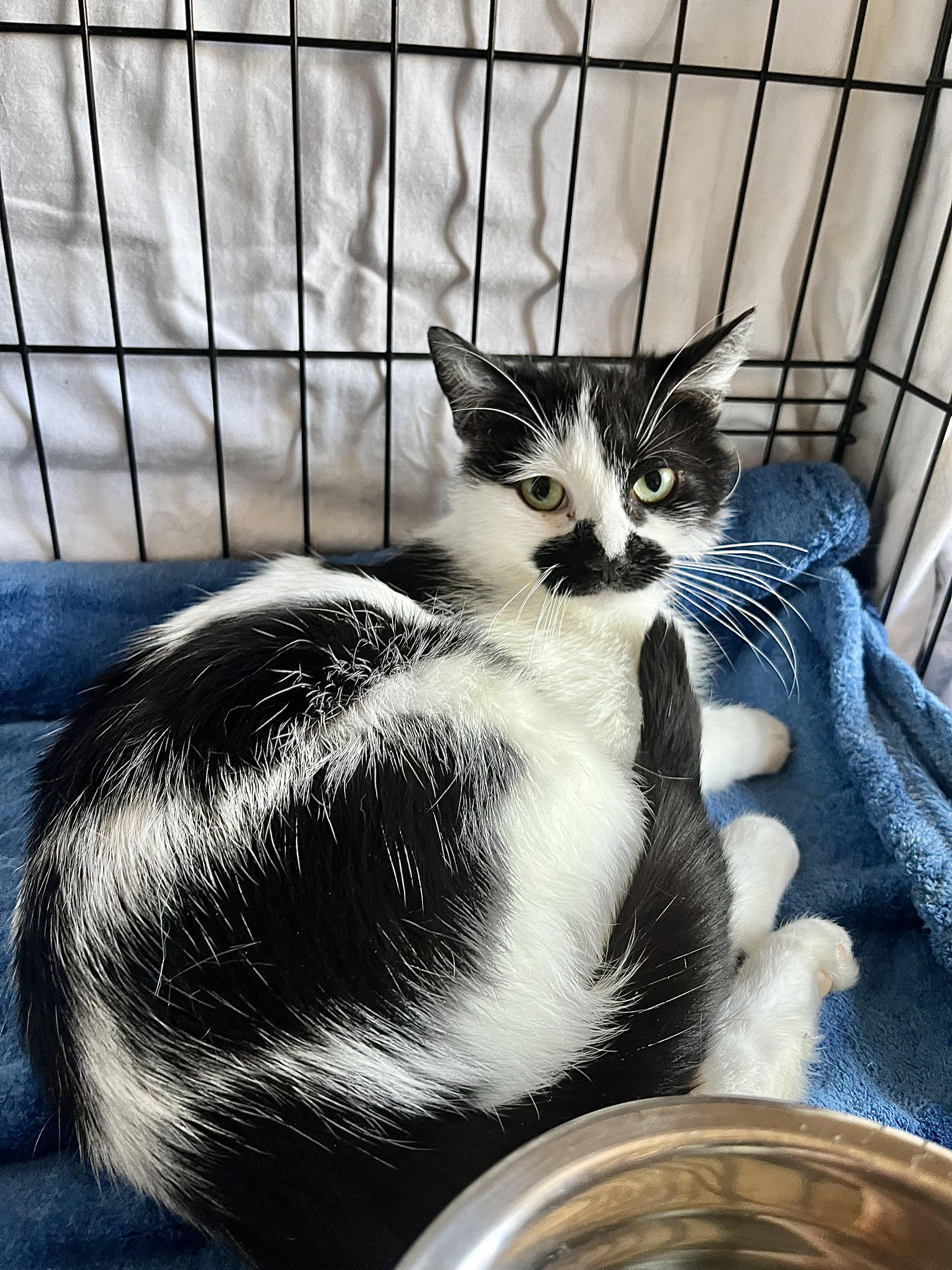 Enlarge Mika, a Adopted mixed breed in Brooklyn, NY image 4/4