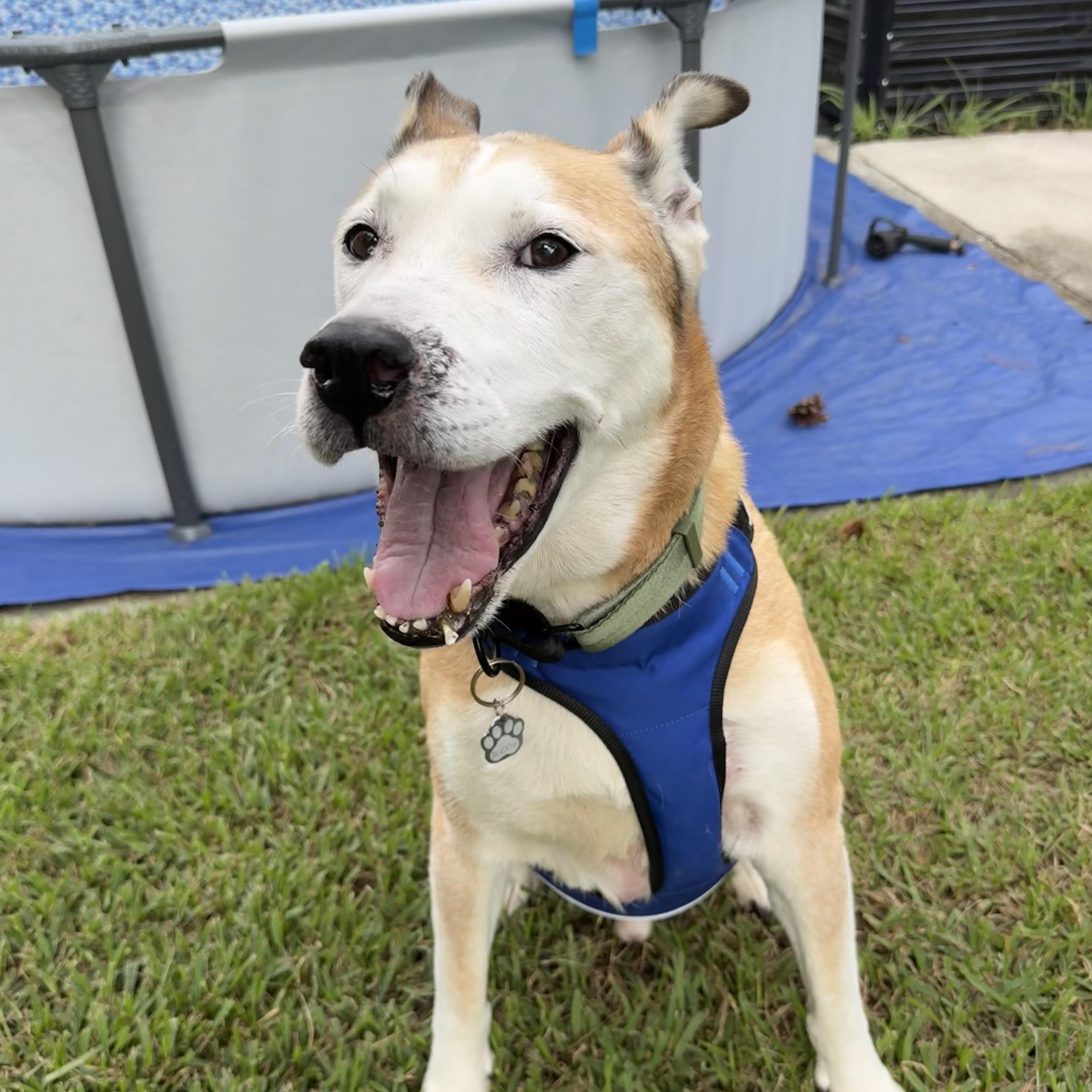 Enlarge Bud, a Adoptable mixed breed in Northwood, NH image 4/5