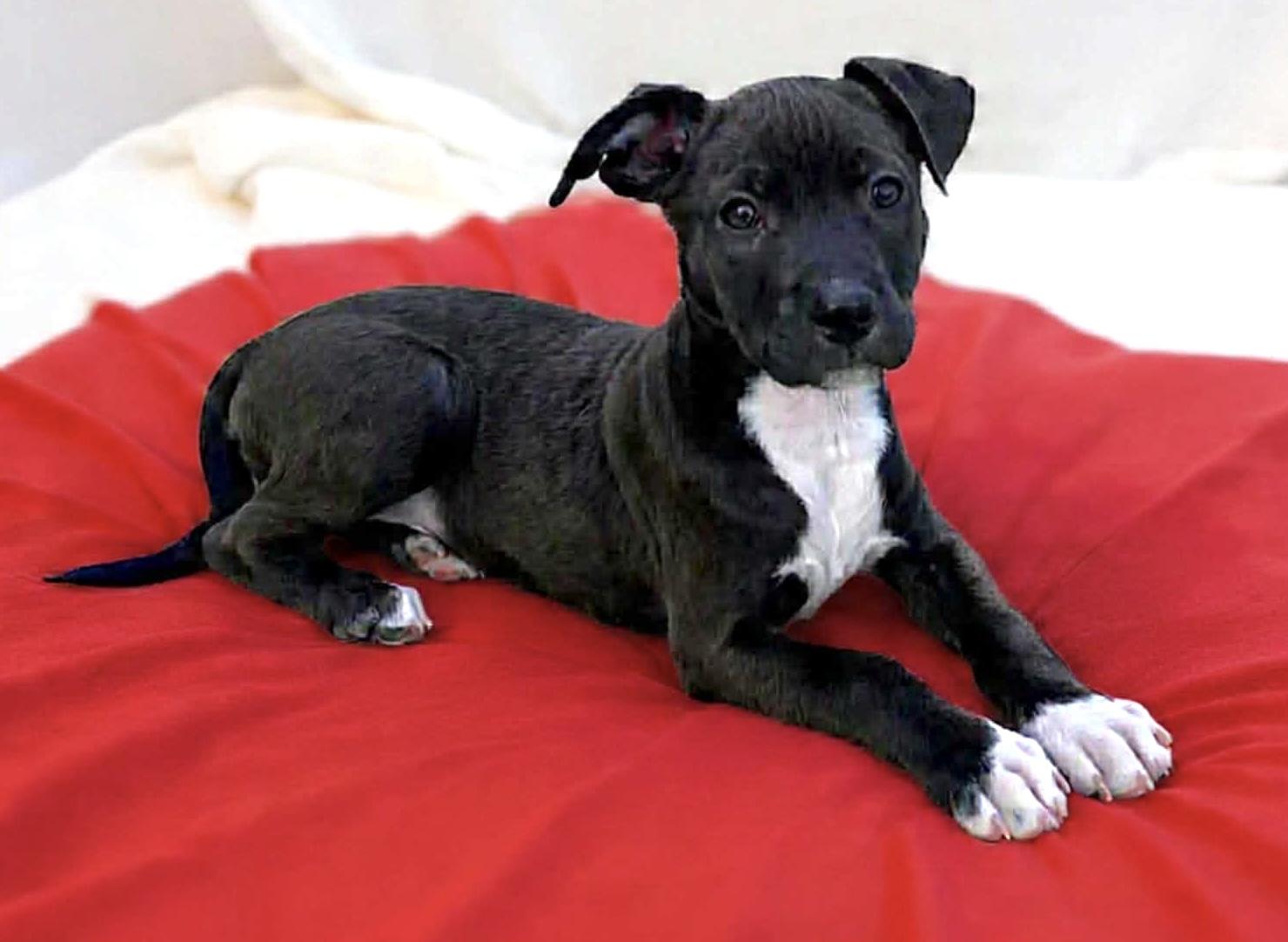 Athena, ADOPTABLE, Puppy Female Labrador Retriever & Mixed Breed.