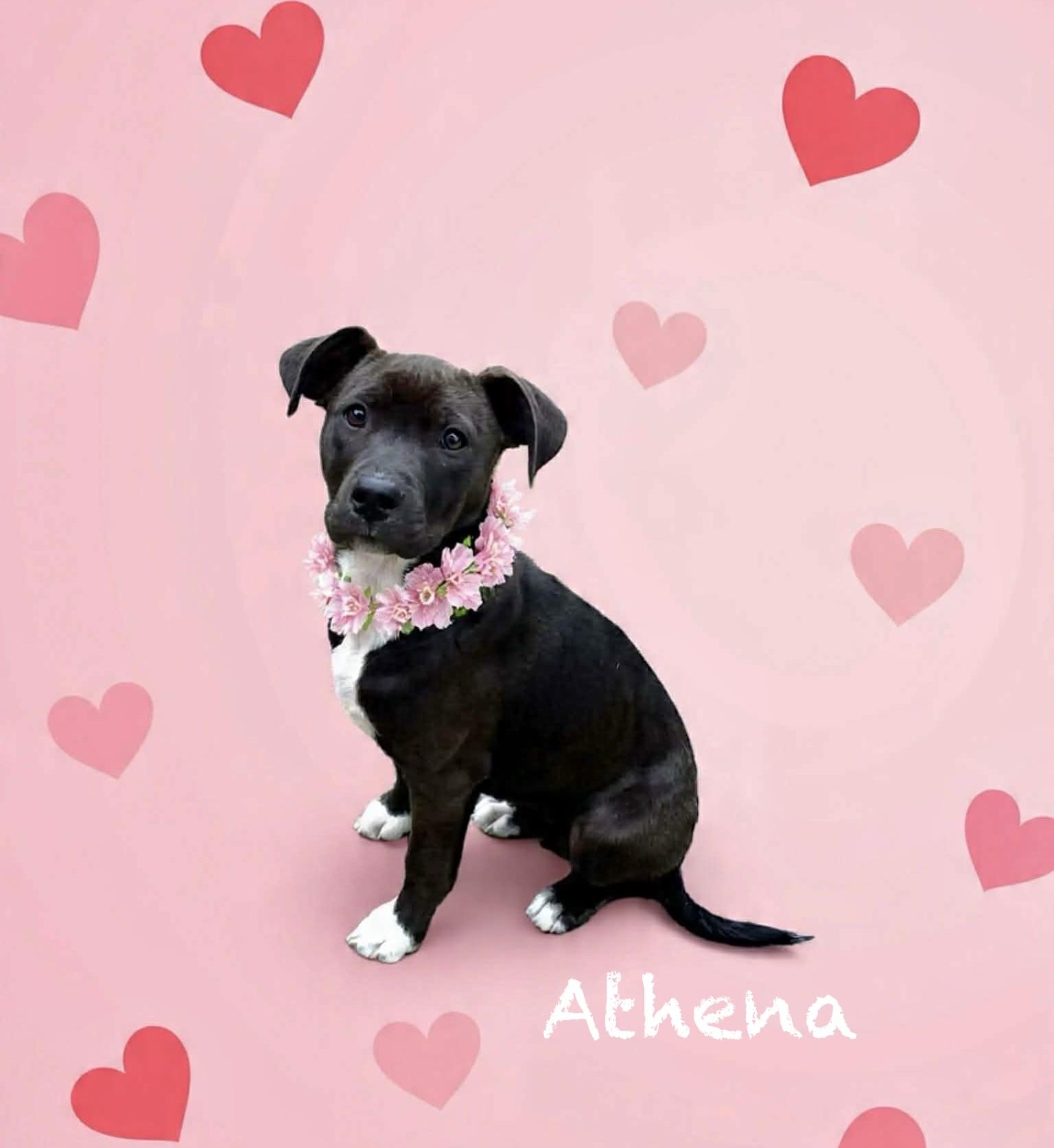 Athena, a ADOPTABLE mixed breed in Hatfield, PA image 3/3