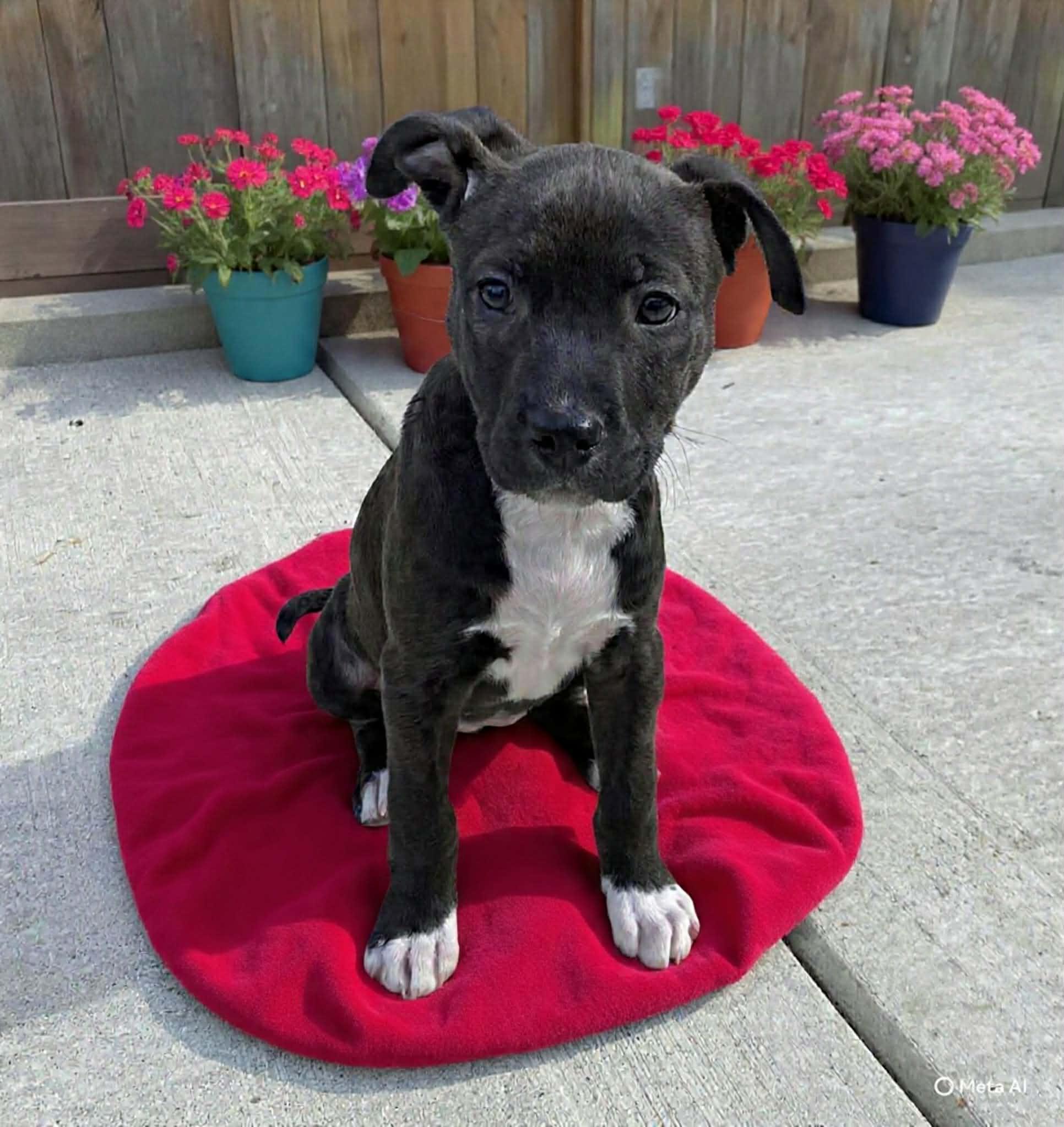 Enlarge Athena, a ADOPTABLE mixed breed in Hatfield, PA image 2/3