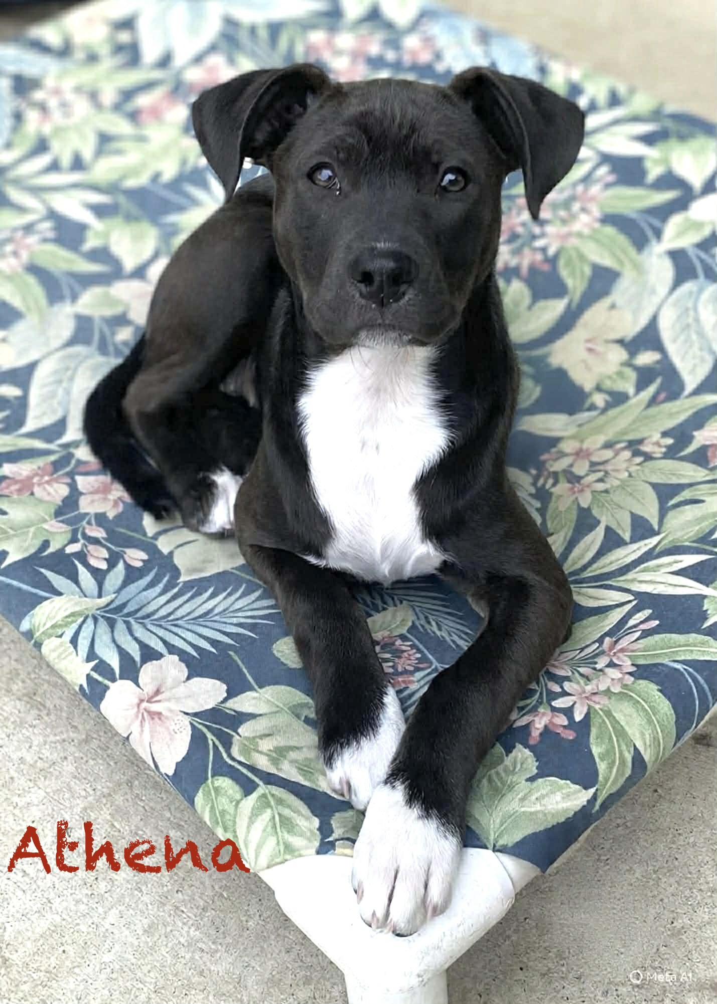 Athena, a ADOPTABLE mixed breed in Hatfield, PA image 1/3