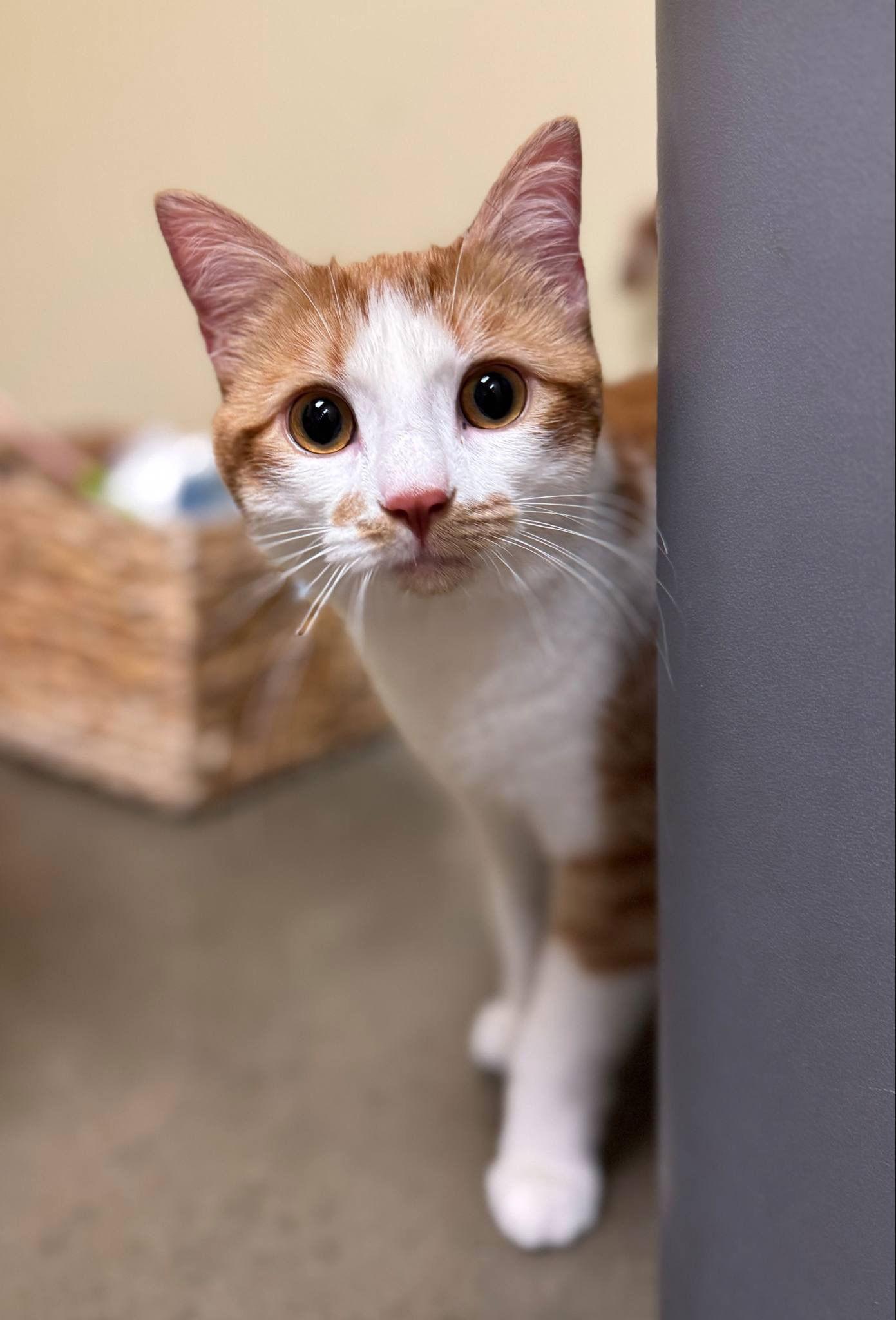 Enlarge Otto, a Adopted Domestic Short Hair in King George, VA image 1/3