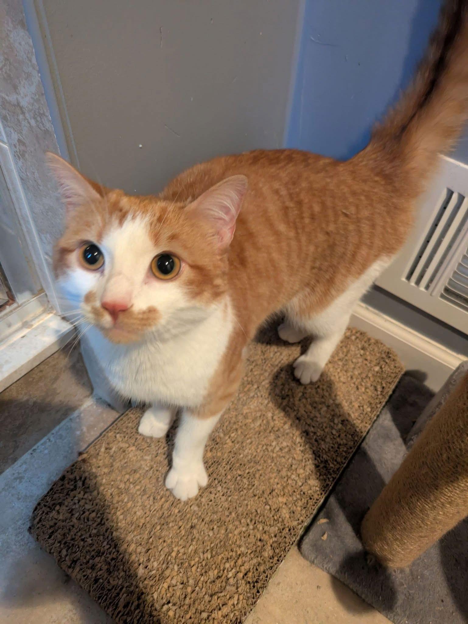 Enlarge Otto, a Adopted Domestic Short Hair in King George, VA image 2/3