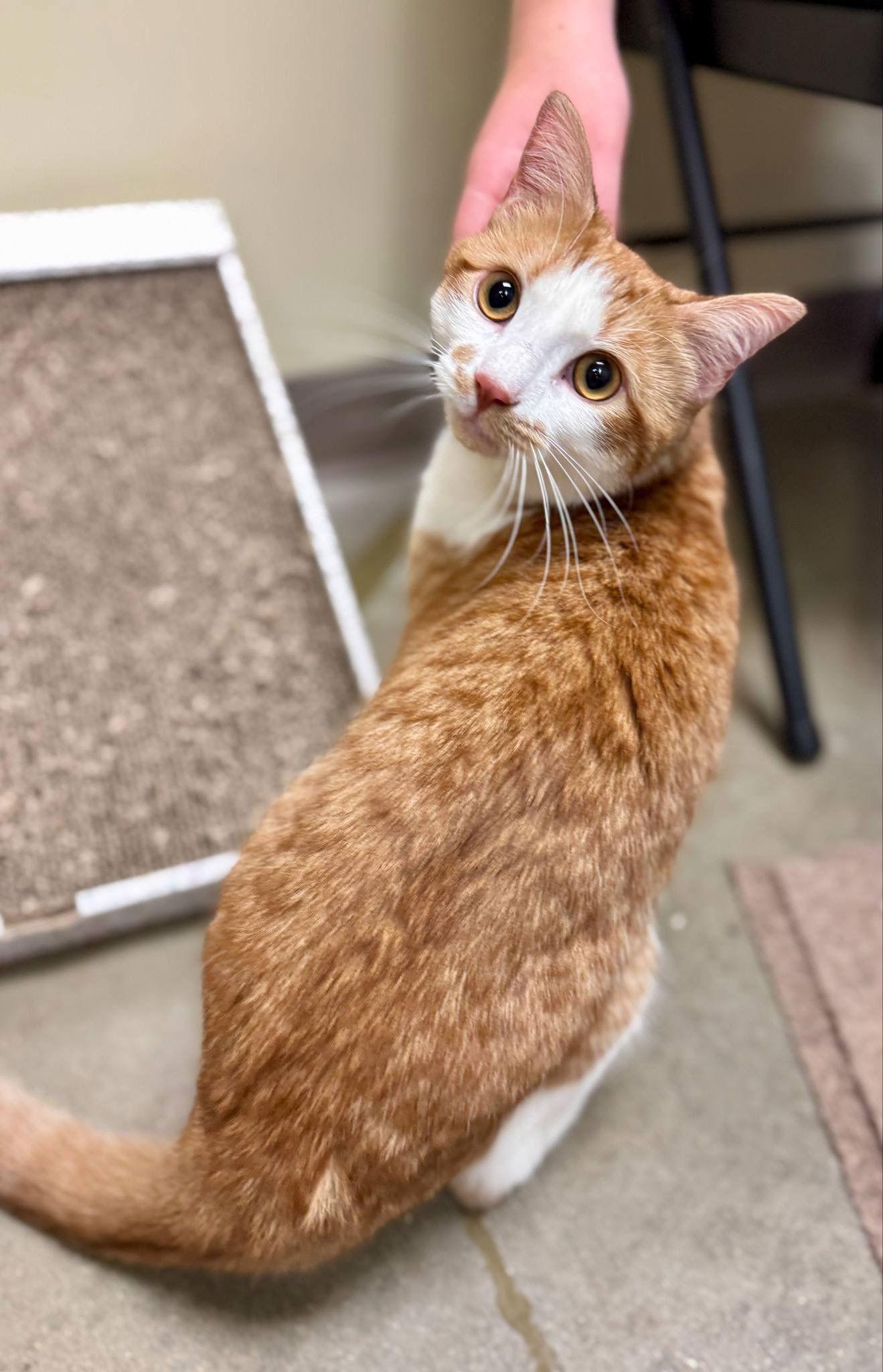 Enlarge Otto, a Adopted Domestic Short Hair in King George, VA image 3/3
