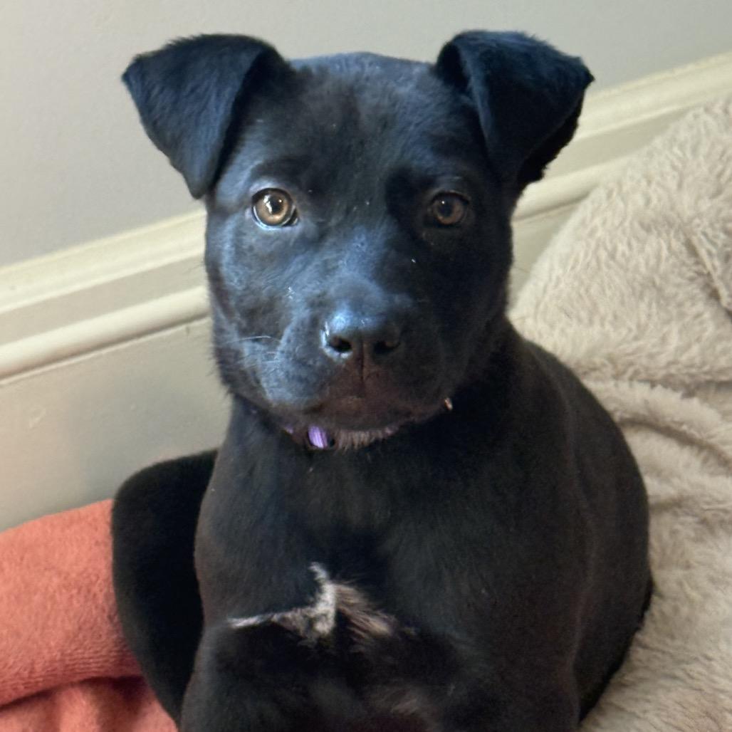 Enlarge Morticia, a Adoptable mixed breed in Aberdeen, NC image 1/4