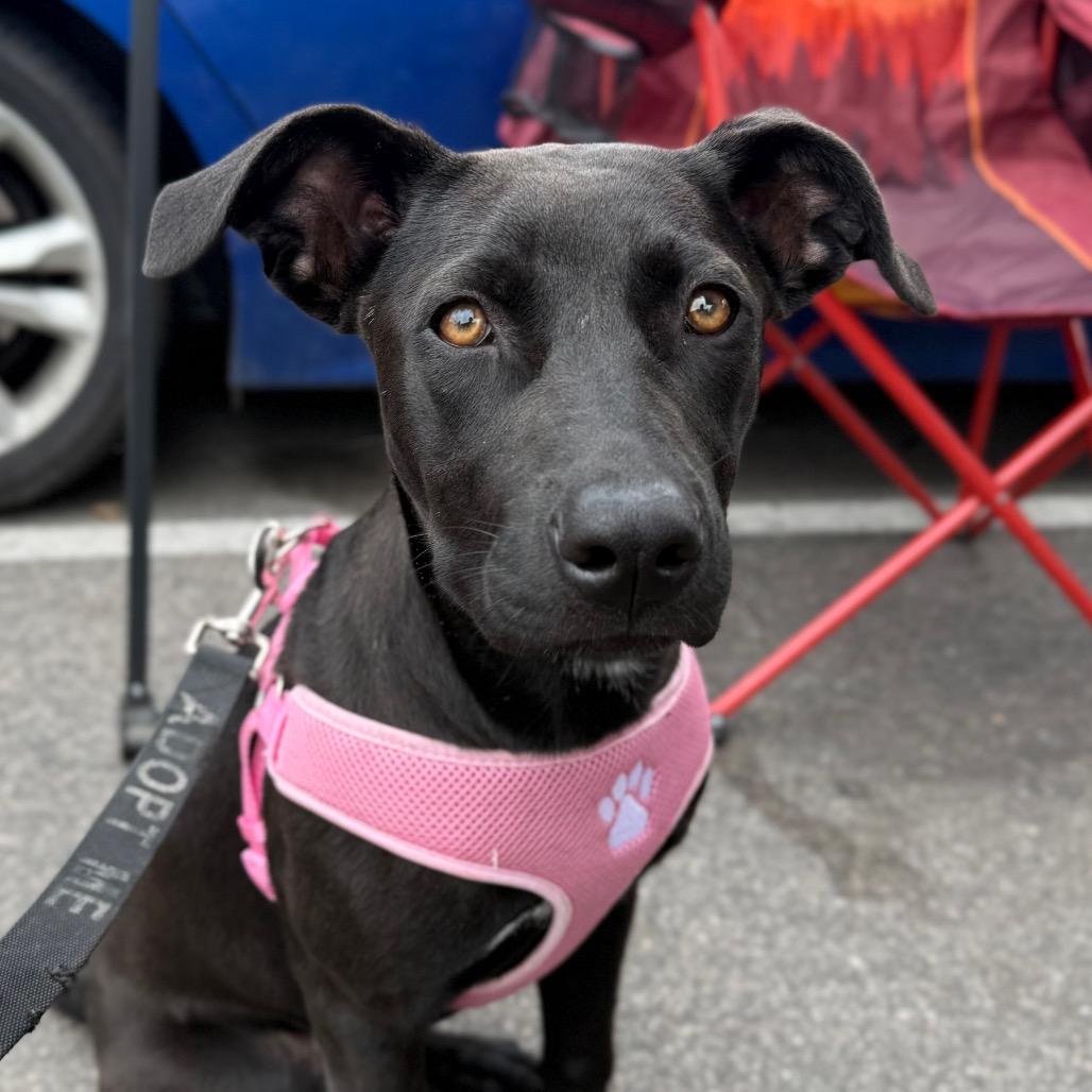 Morticia, a Adoptable mixed breed in Aberdeen, NC image 2/6