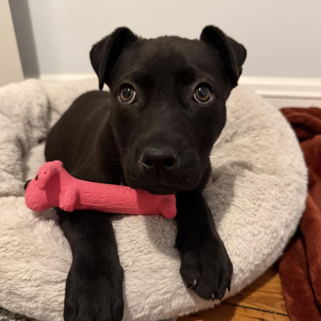 Enlarge Morticia, a Adoptable mixed breed in Aberdeen, NC image 2/4