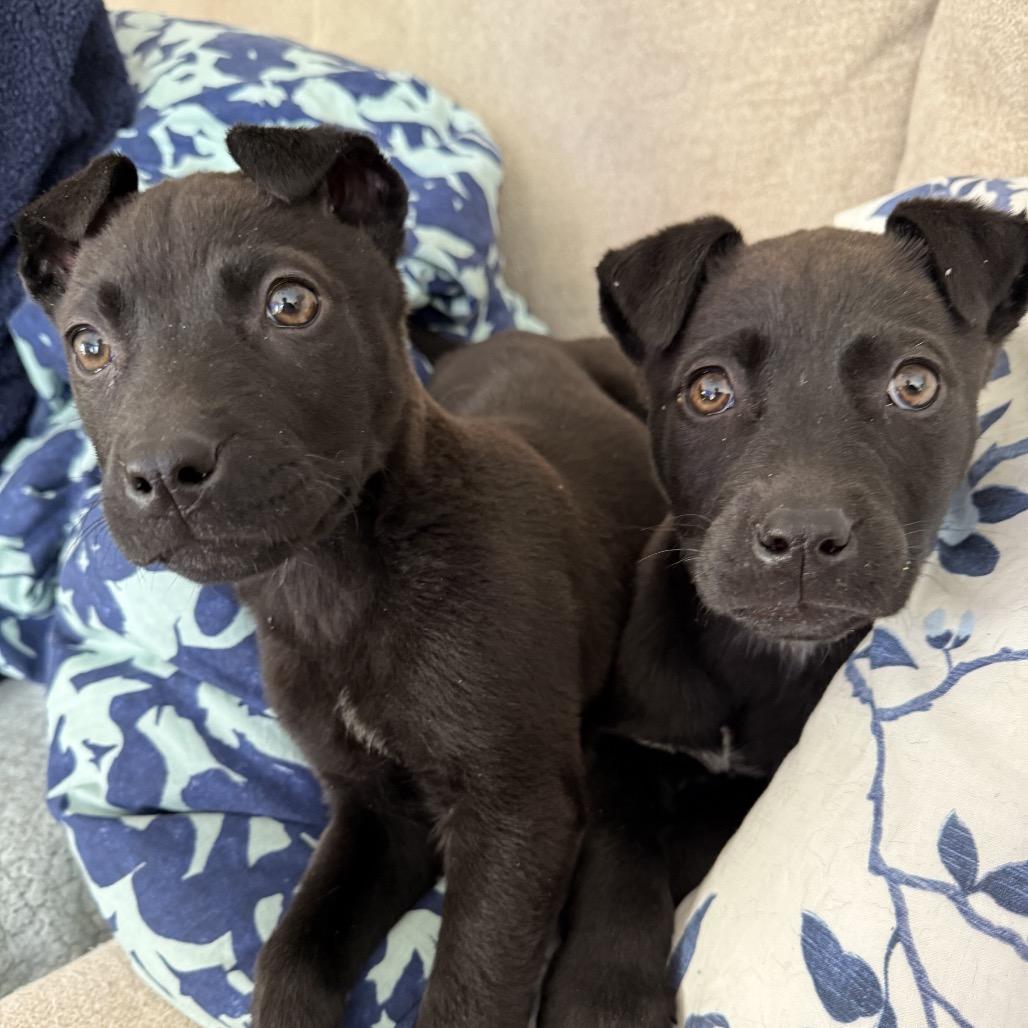 Enlarge Morticia, a Adoptable mixed breed in Aberdeen, NC image 3/4