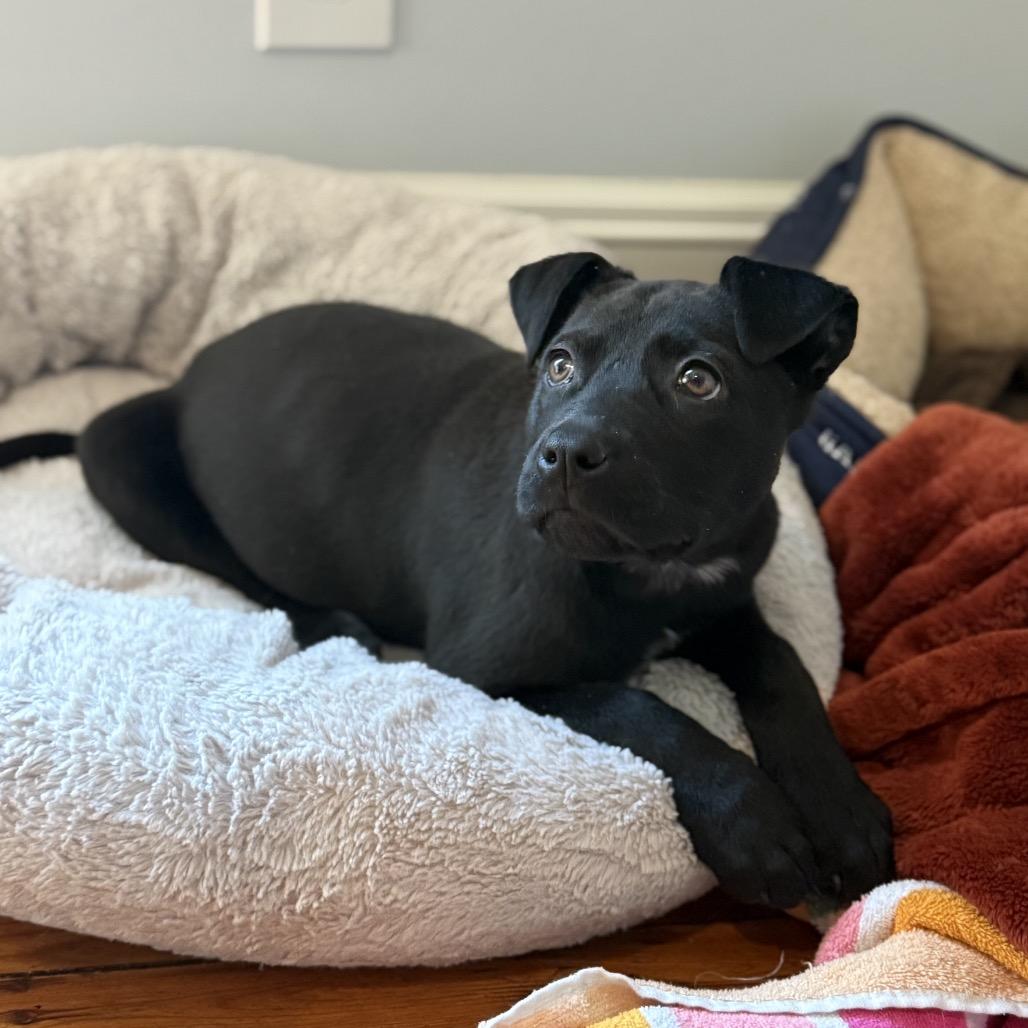 Enlarge Morticia, a Adoptable mixed breed in Aberdeen, NC image 4/4