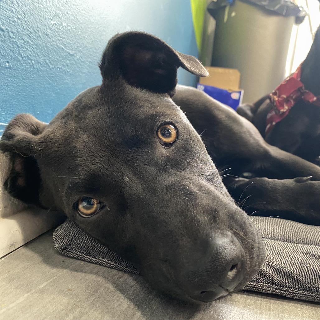 Enlarge Morticia, a Adoptable mixed breed in Aberdeen, NC image 5/6