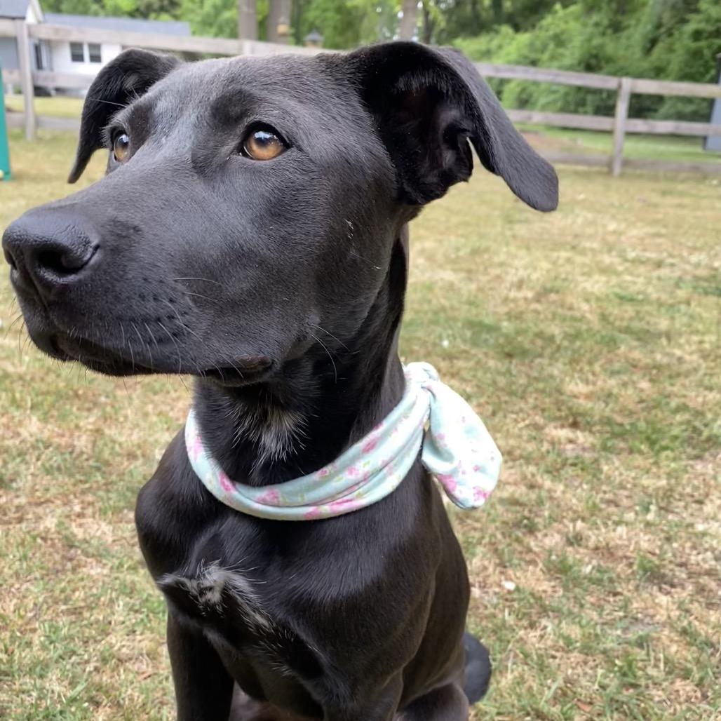 Enlarge Morticia, a Adoptable mixed breed in Aberdeen, NC image 6/6