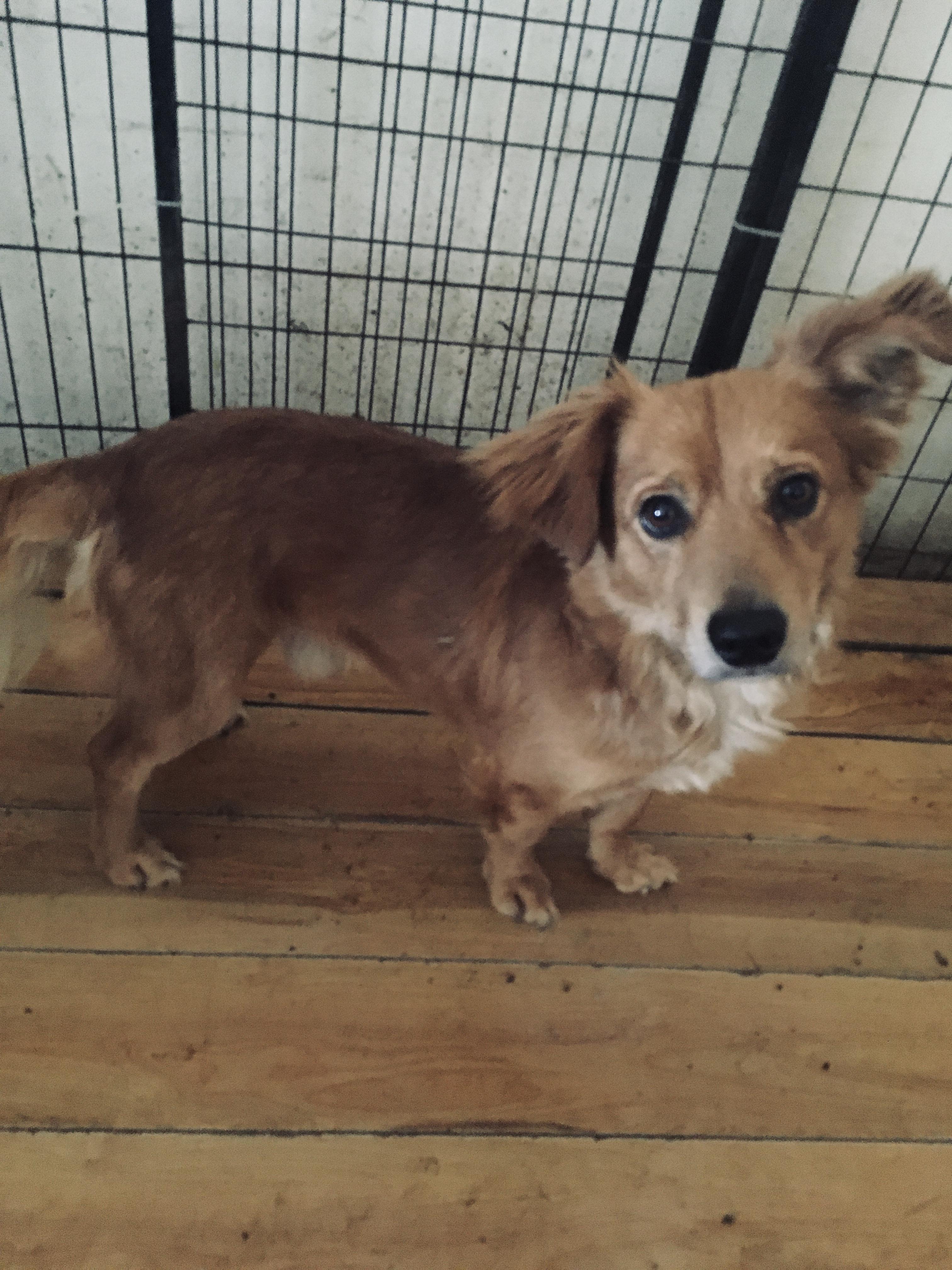 Enlarge WILLIE , a ADOPTABLE mixed breed in Pittsburg, CA image 3/3