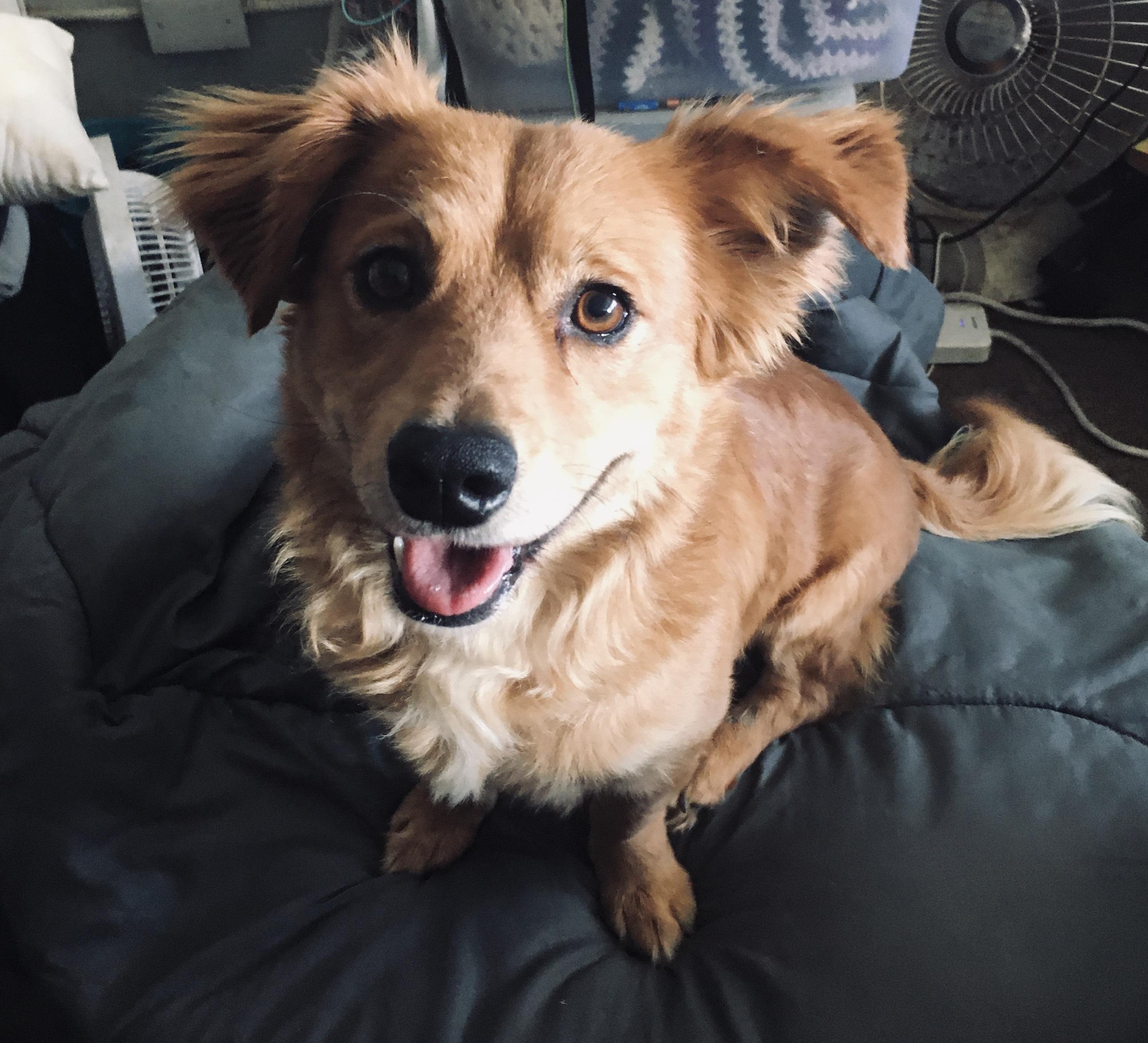 Enlarge WILLIE , a ADOPTABLE mixed breed in Pittsburg, CA image 2/3