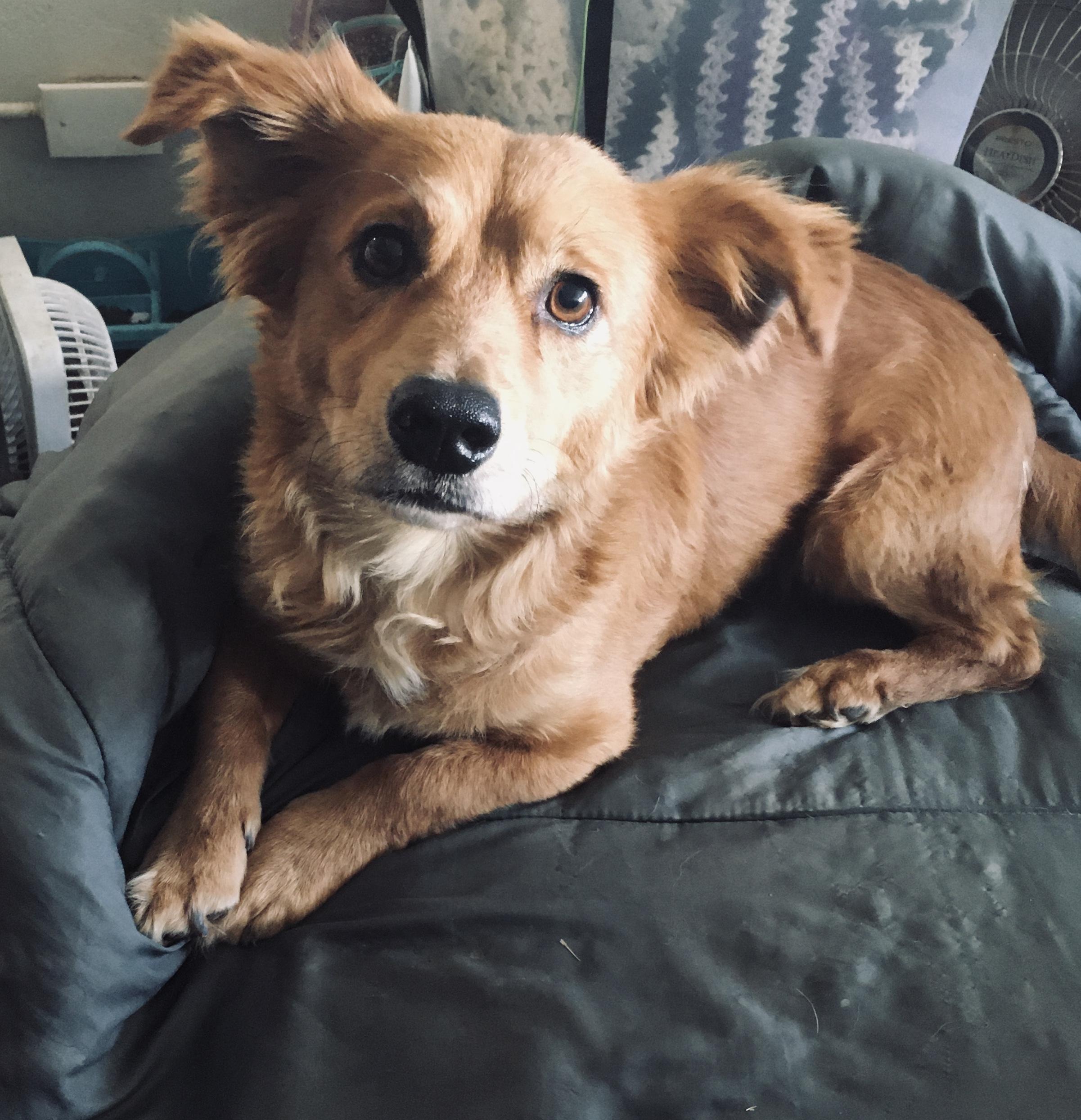 WILLIE , ADOPTABLE, Adult Male Chihuahua & Golden Retriever.