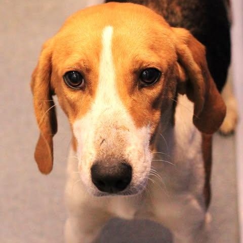 25-01894, ADOPTABLE, Adult Female Hound.