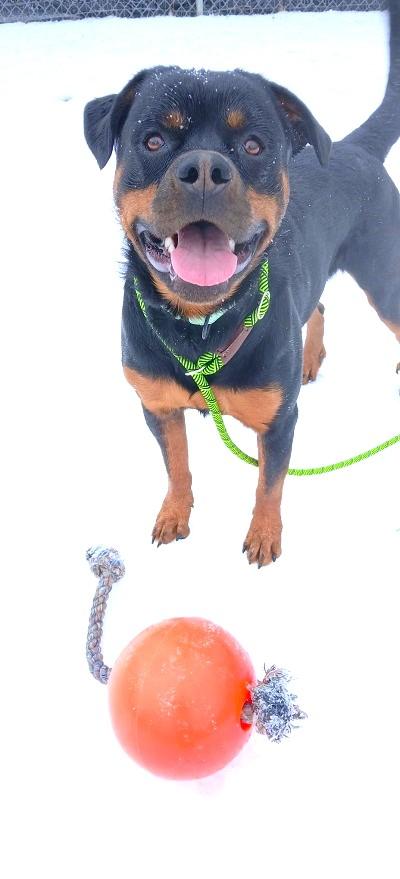 RUGER, adoptable, Adult Male Rottweiler.