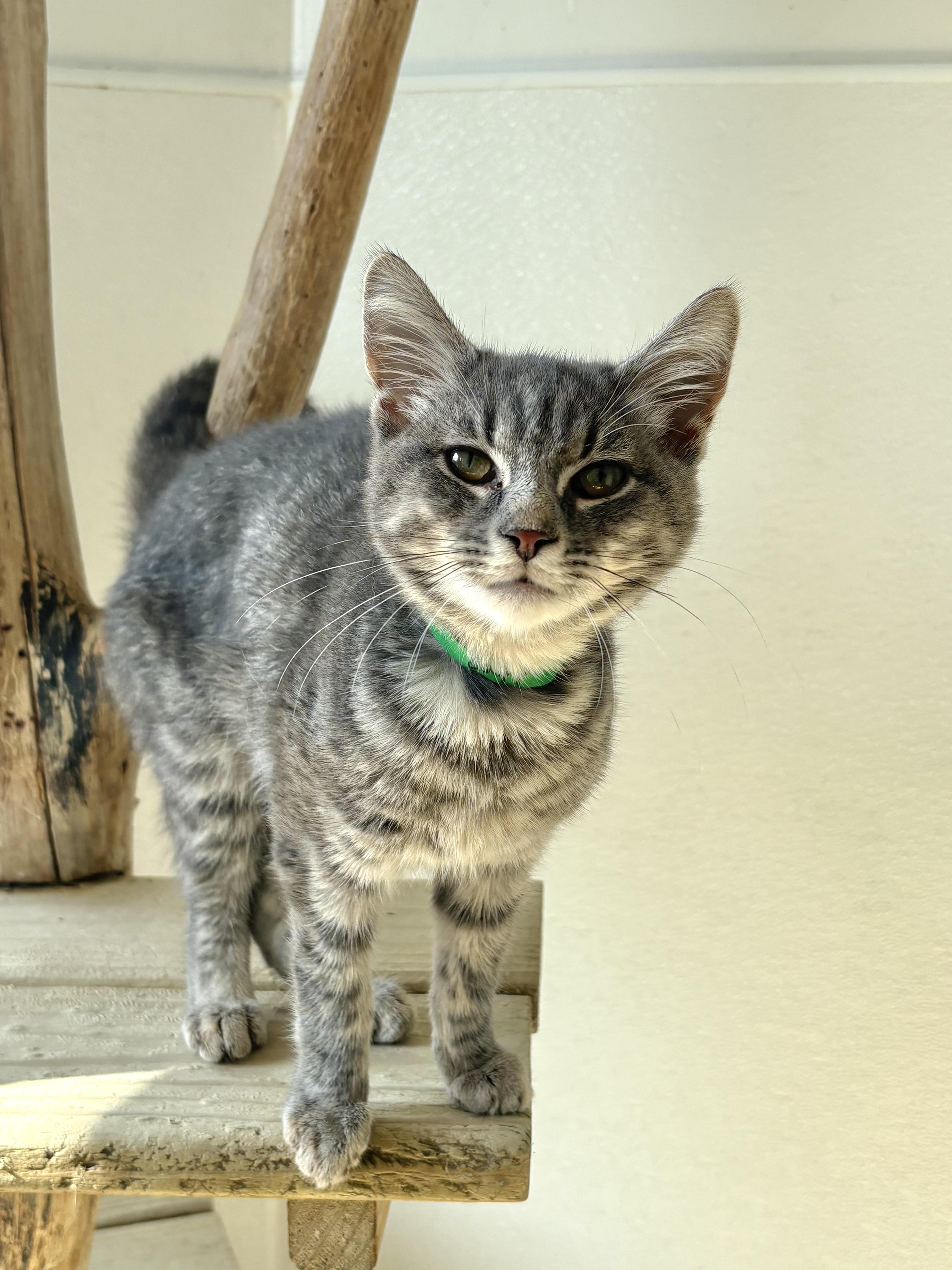 Capp, Adoptable, Kitten Male Domestic Short Hair.