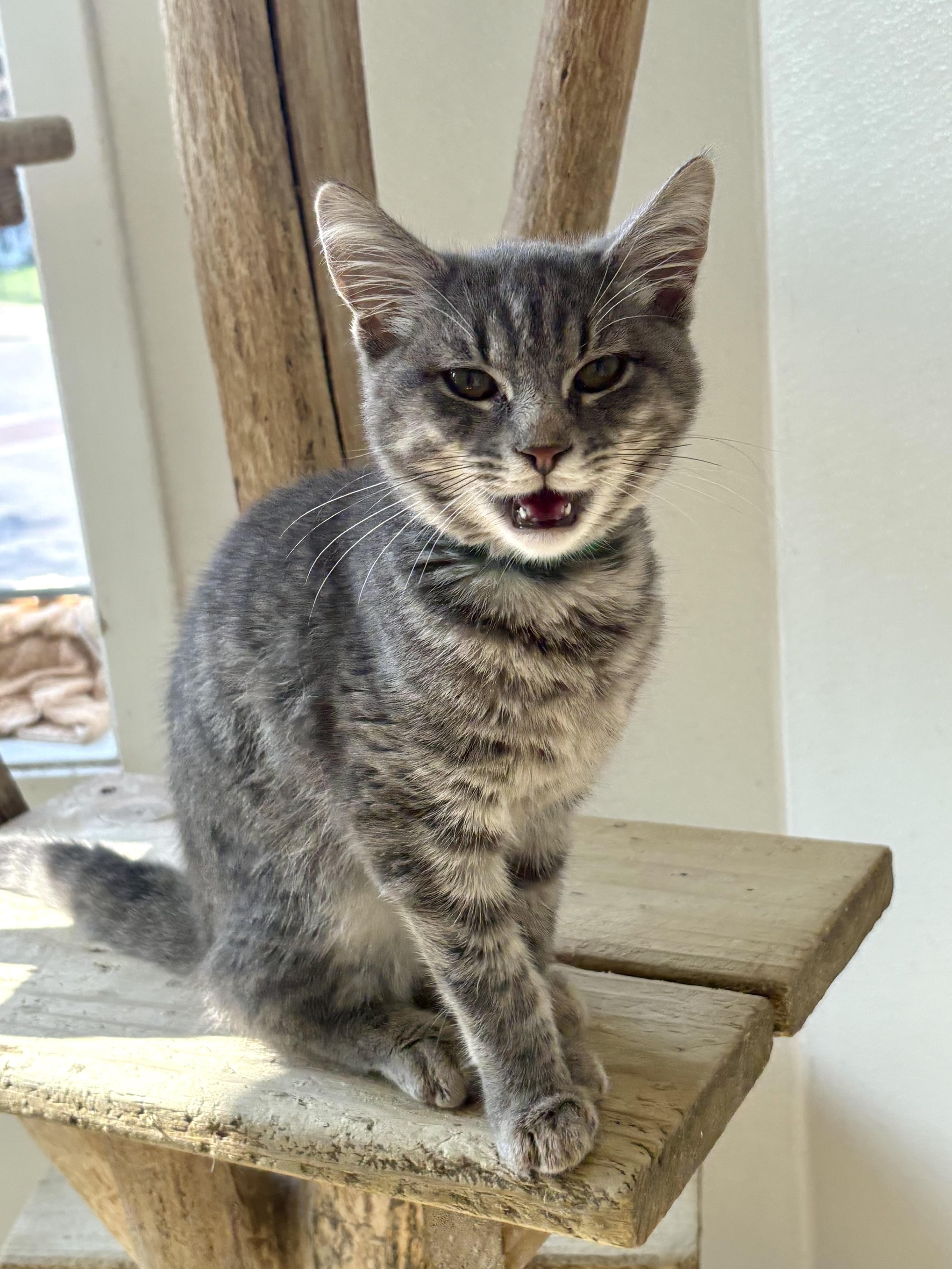 Enlarge Capp, a Adoptable Domestic Short Hair in Chicago, IL image 3/3