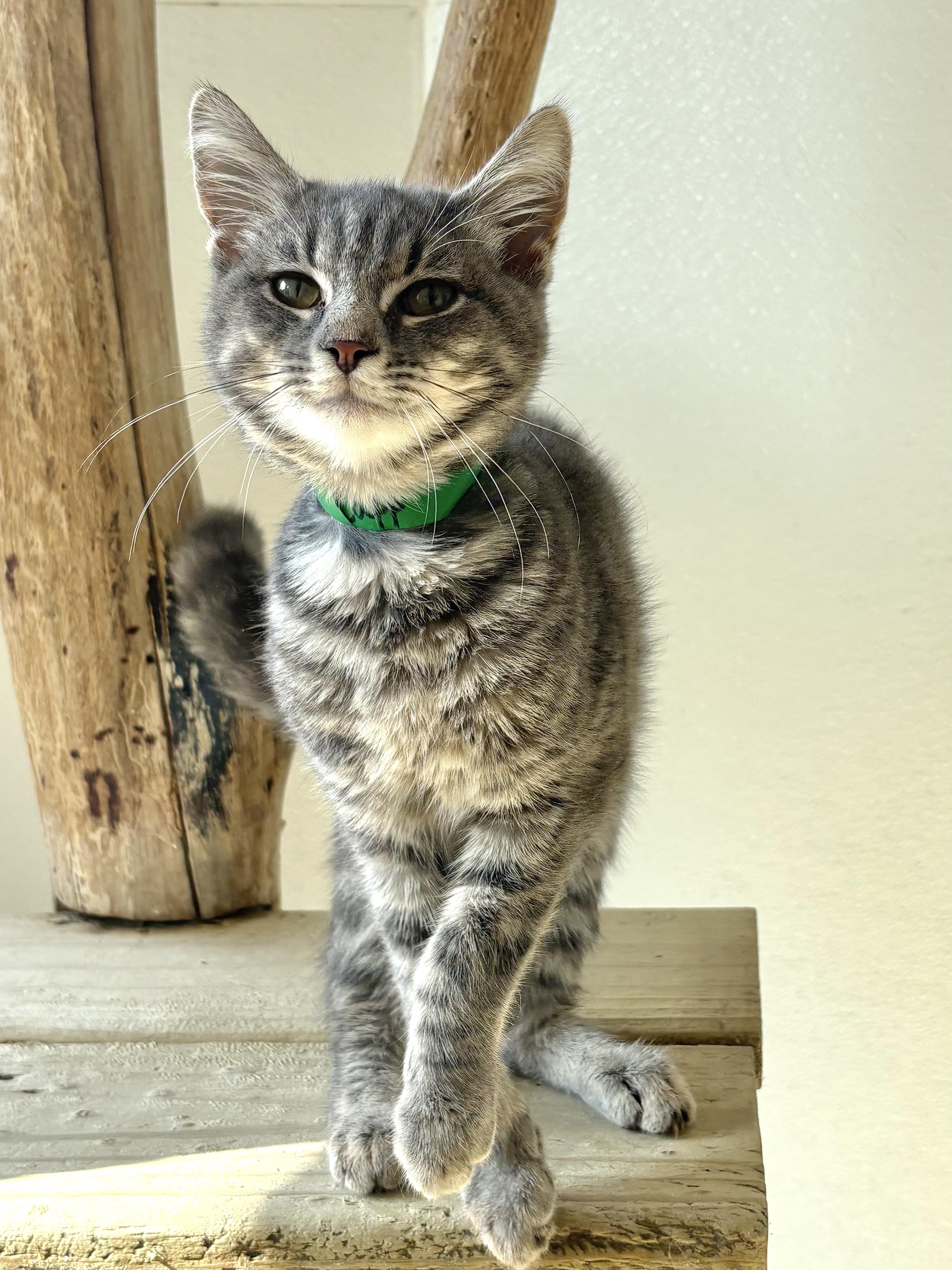 Enlarge Capp, a Adoptable Domestic Short Hair in Chicago, IL image 2/3