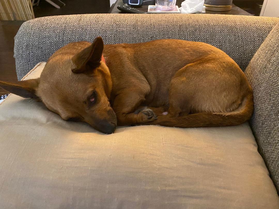 Enlarge Mya, a Adoptable mixed breed in Pearland, TX image 3/3