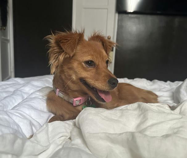 Enlarge Terry, an adopted mixed breed in Los Angeles, CA image 5/6