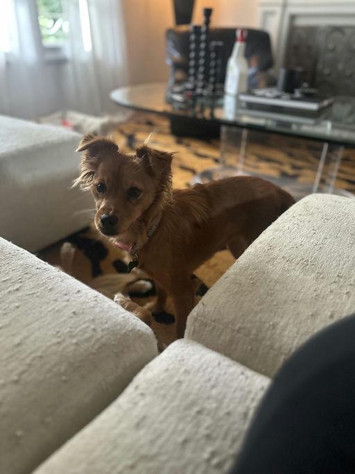Enlarge Terry, an adopted mixed breed in Los Angeles, CA image 6/6
