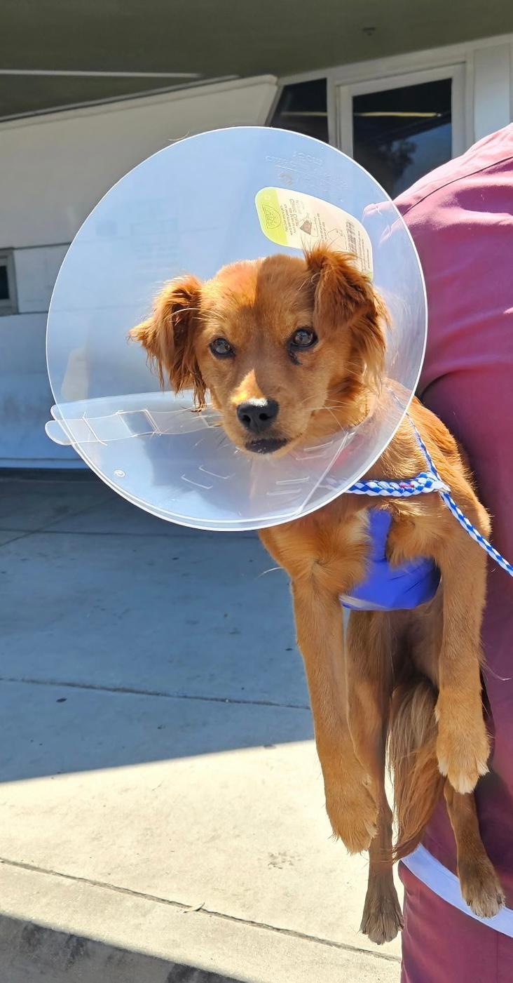 Enlarge Terry, an adopted mixed breed in Los Angeles, CA image 2/6