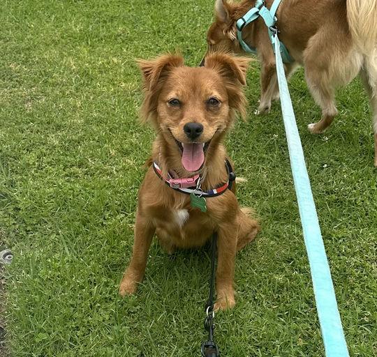 Enlarge Terry, an adopted mixed breed in Los Angeles, CA image 1/6