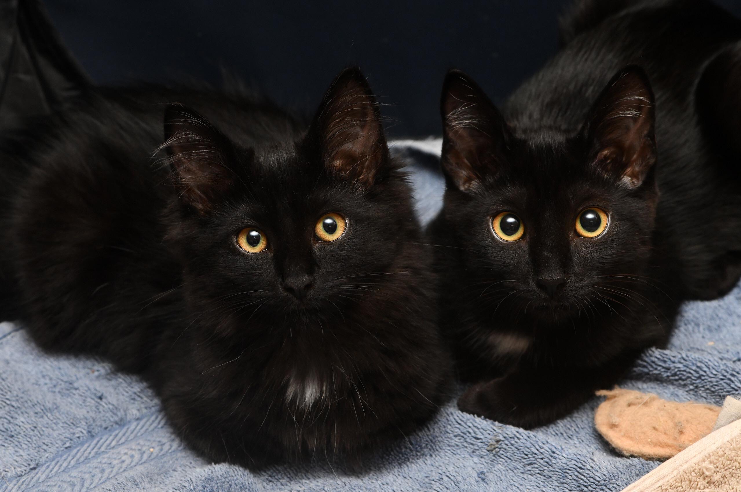 Puff and Lorraine, Baby Female unknown