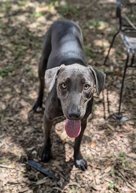 Shady, Adoptable, Young Female Labrador Retriever & Weimaraner.
