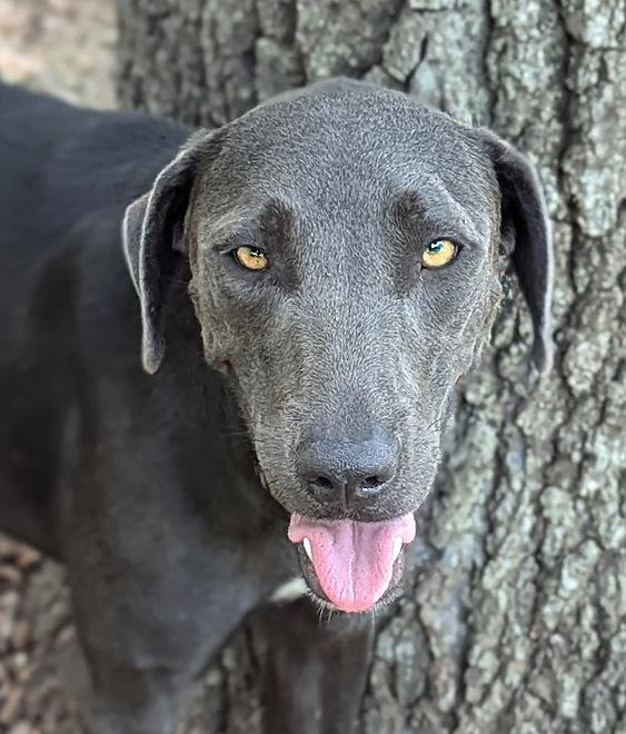 Enlarge Shady, a Adoptable mixed breed in Mission, TX image 2/4