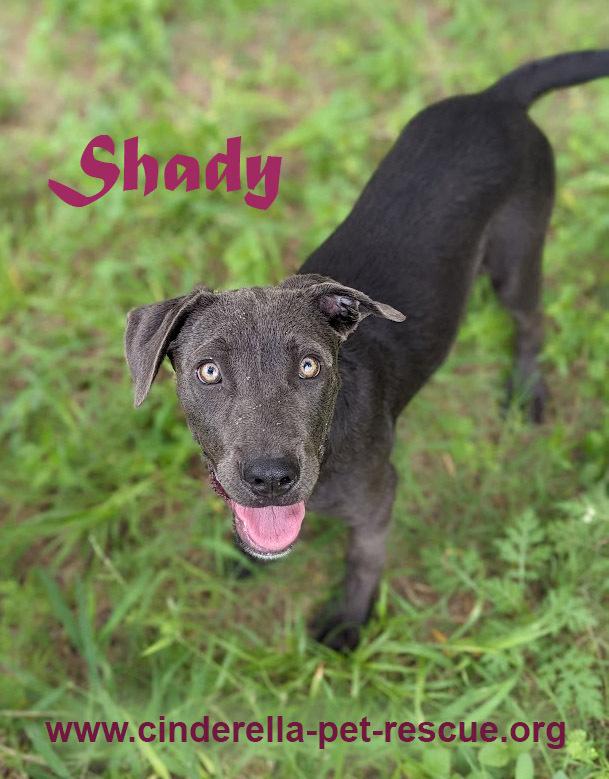 Enlarge Shady, a Adoptable mixed breed in Mission, TX image 4/4
