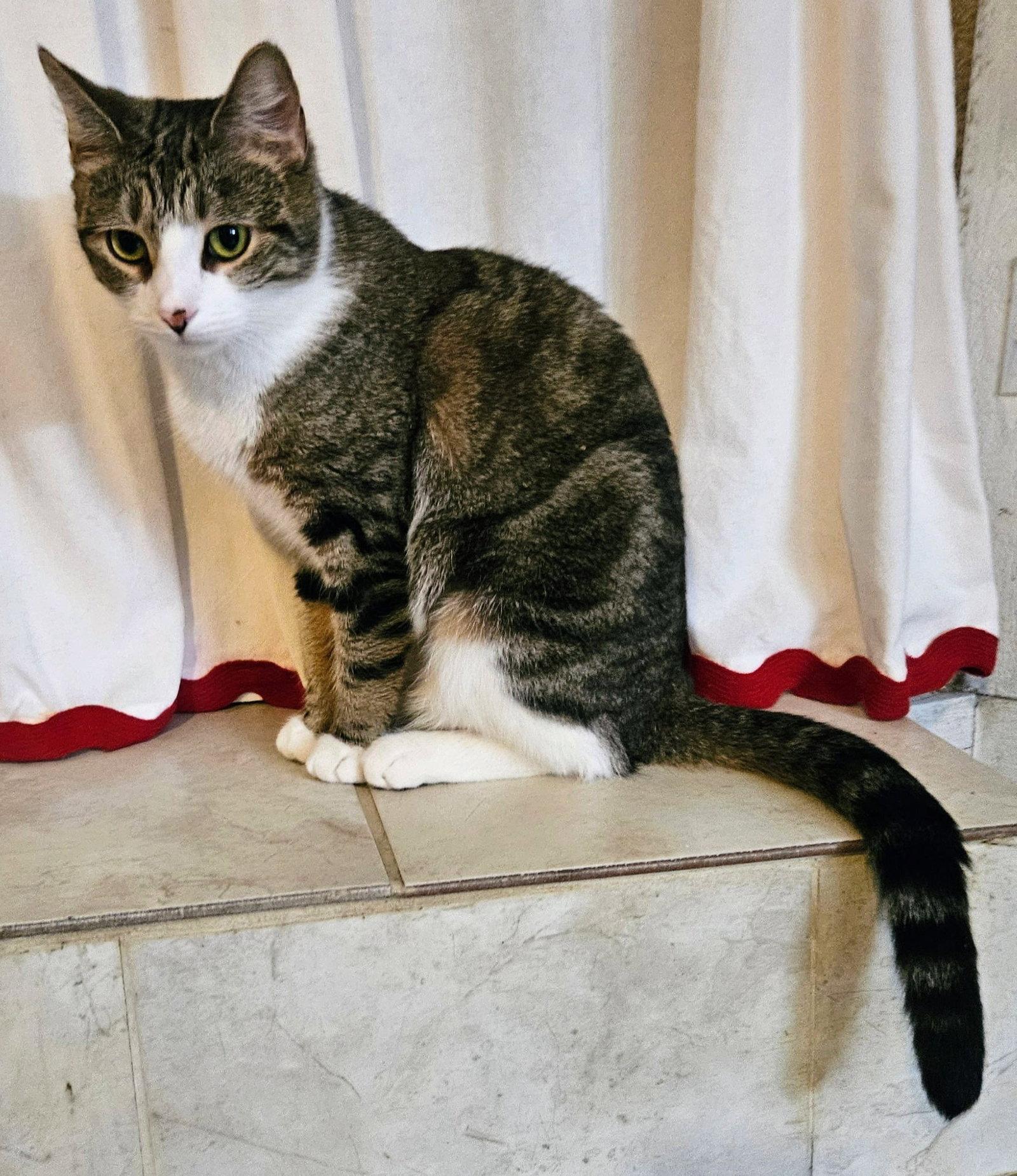 Maggie May, Adopted, Adult Female Domestic Short Hair.