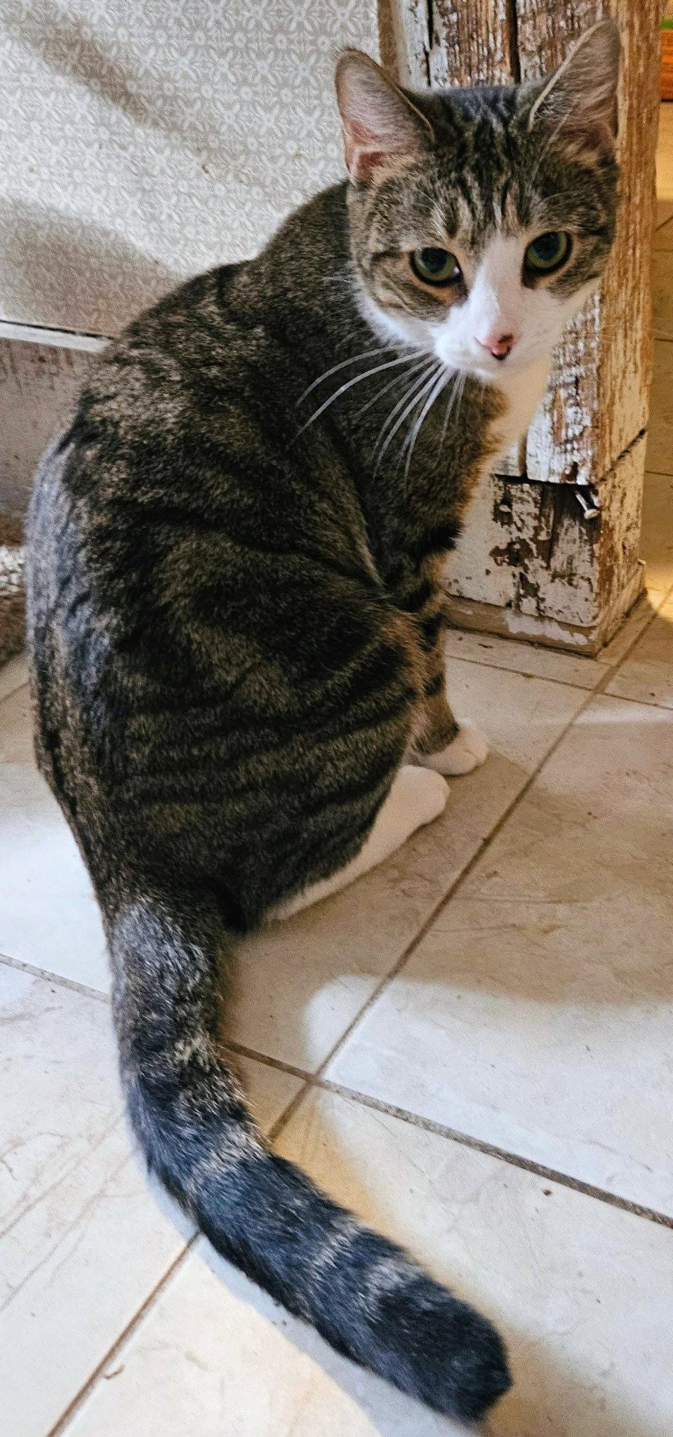 Maggie May, a Adopted Domestic Short Hair in Allentown, PA image 2/3