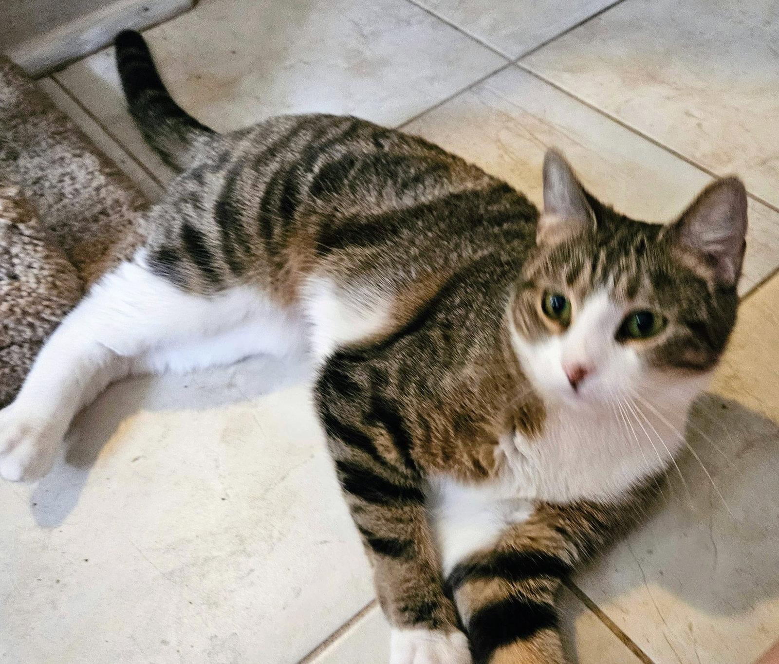 Maggie May, a Adopted Domestic Short Hair in Allentown, PA image 3/3