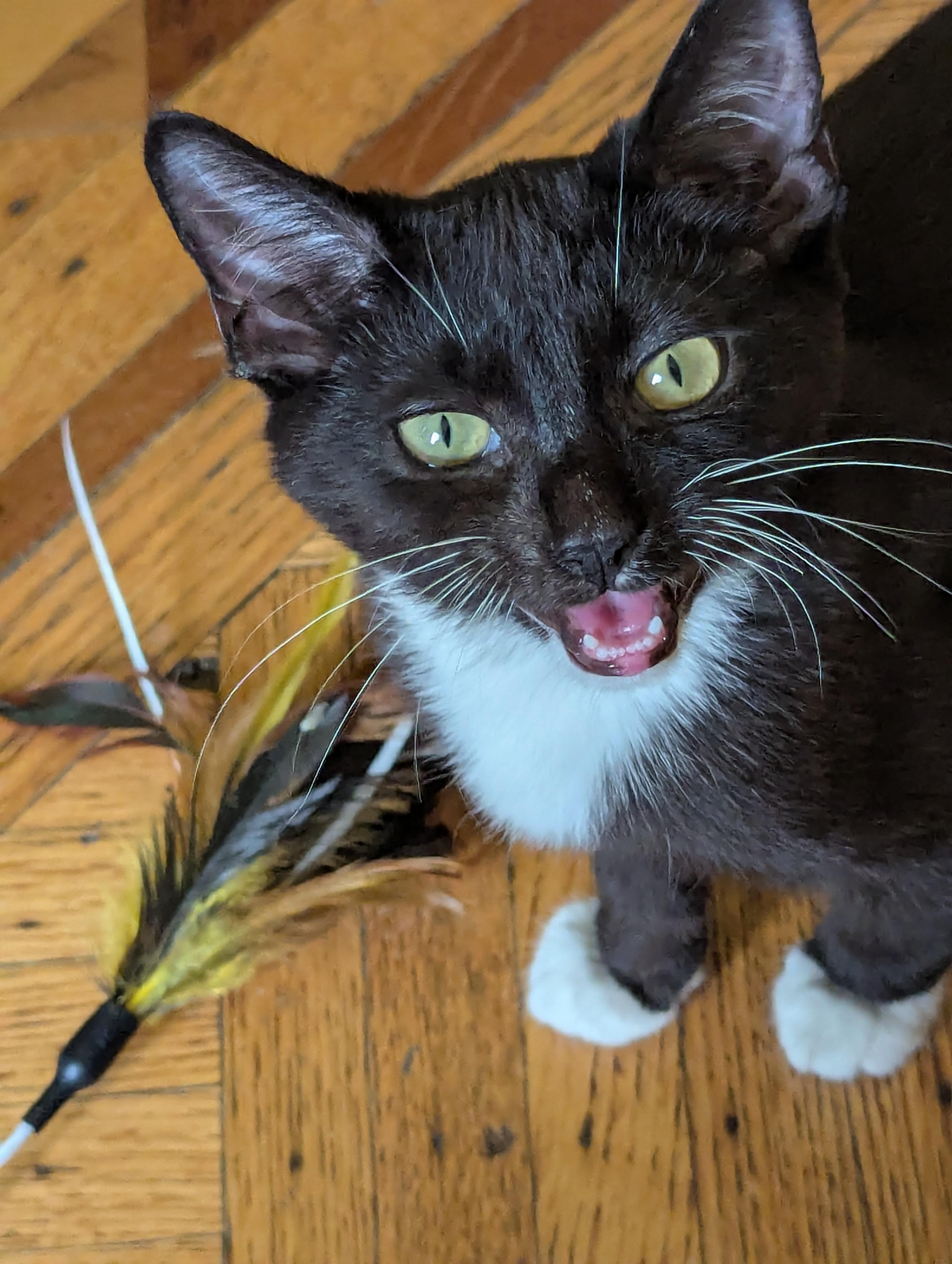 Bubblegum, Adoptable, Kitten Male Domestic Short Hair.