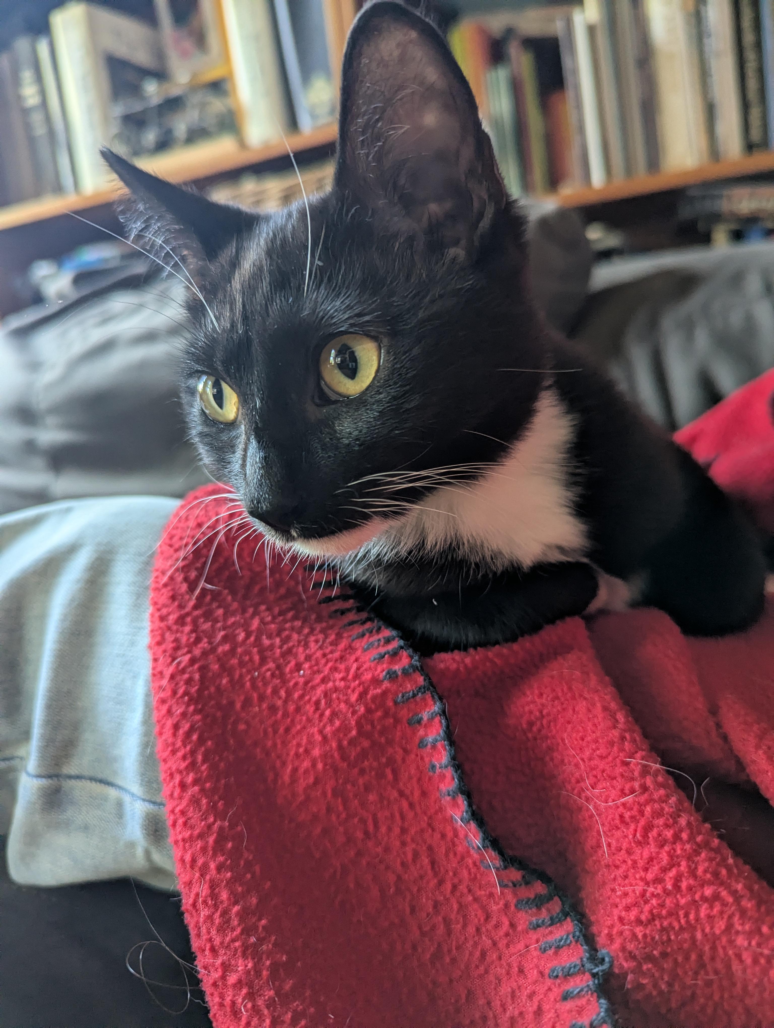 Enlarge Bubblegum, a Adoptable Domestic Short Hair in Brooklyn, NY image 3/5