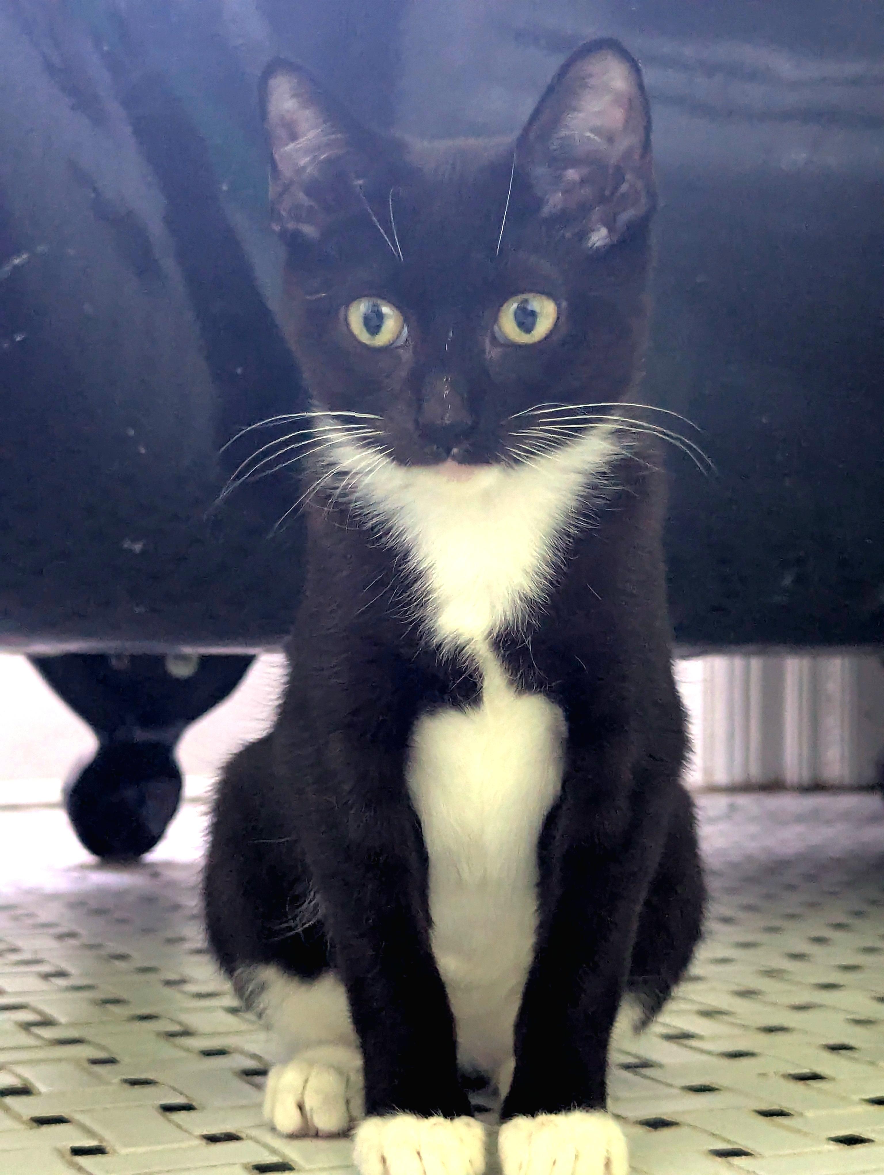 Enlarge Bubblegum, a Adoptable Domestic Short Hair in Brooklyn, NY image 5/5