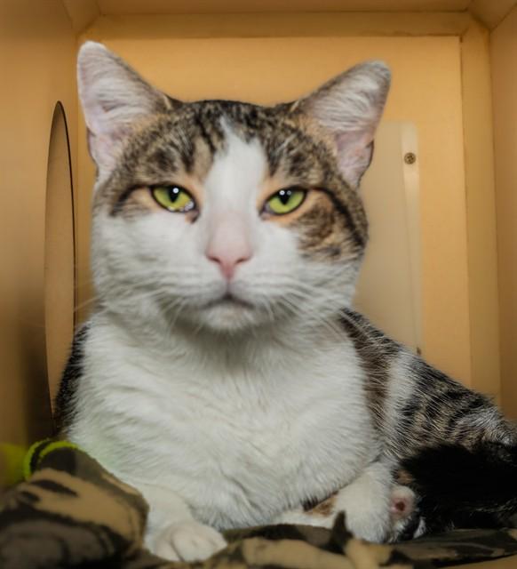 Enlarge GONEZO, a Adoptable Domestic Short Hair in Cookeville, TN image 1/1