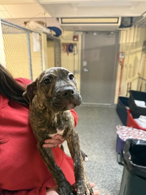 MONIQUE, Adoptable, Puppy Female Boxer & Mixed Breed.