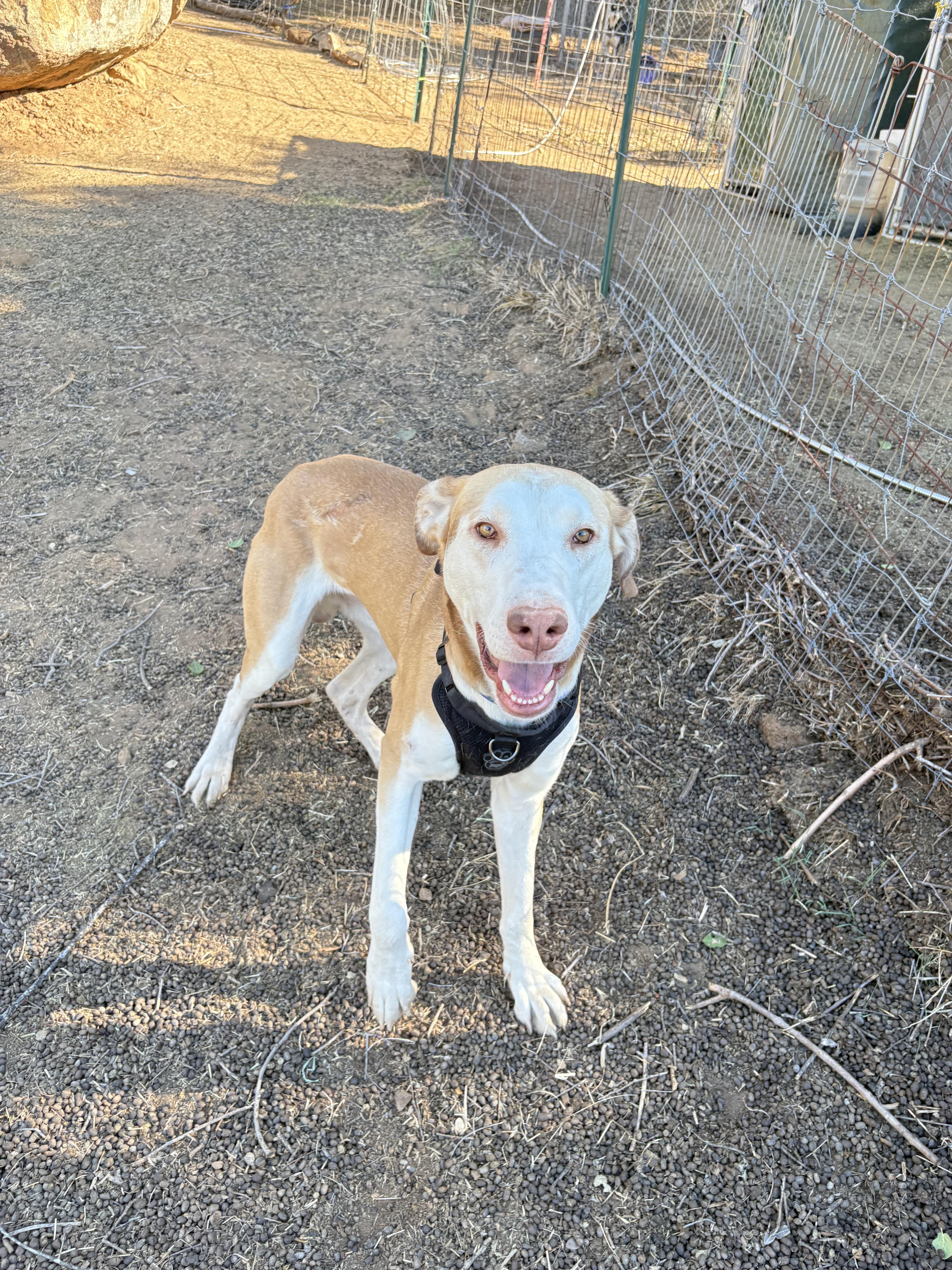 Enlarge Apollo, a Adoptable mixed breed in San Ysidro, CA image 1/6