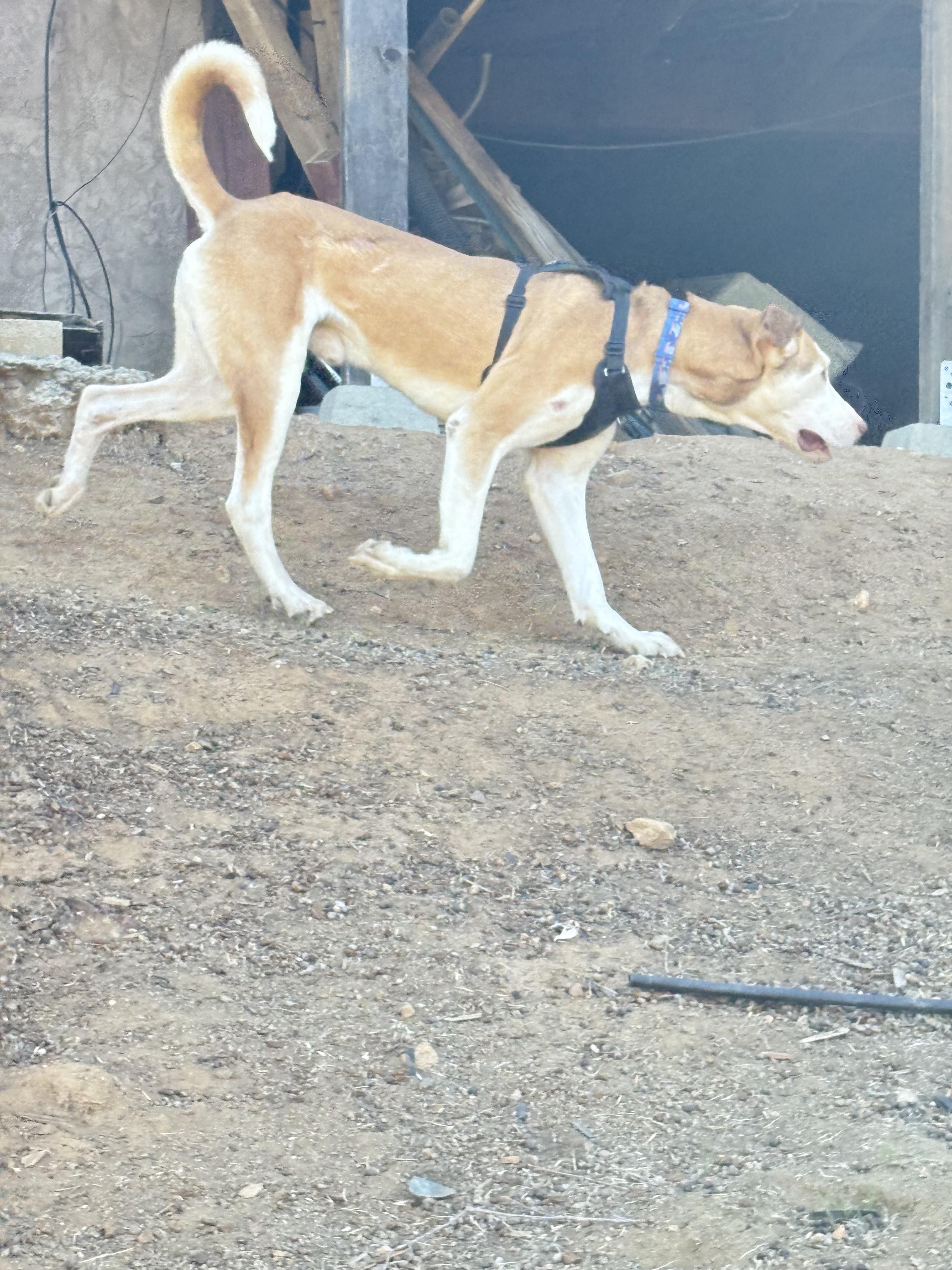 Enlarge Apollo, a Adoptable mixed breed in San Ysidro, CA image 3/6