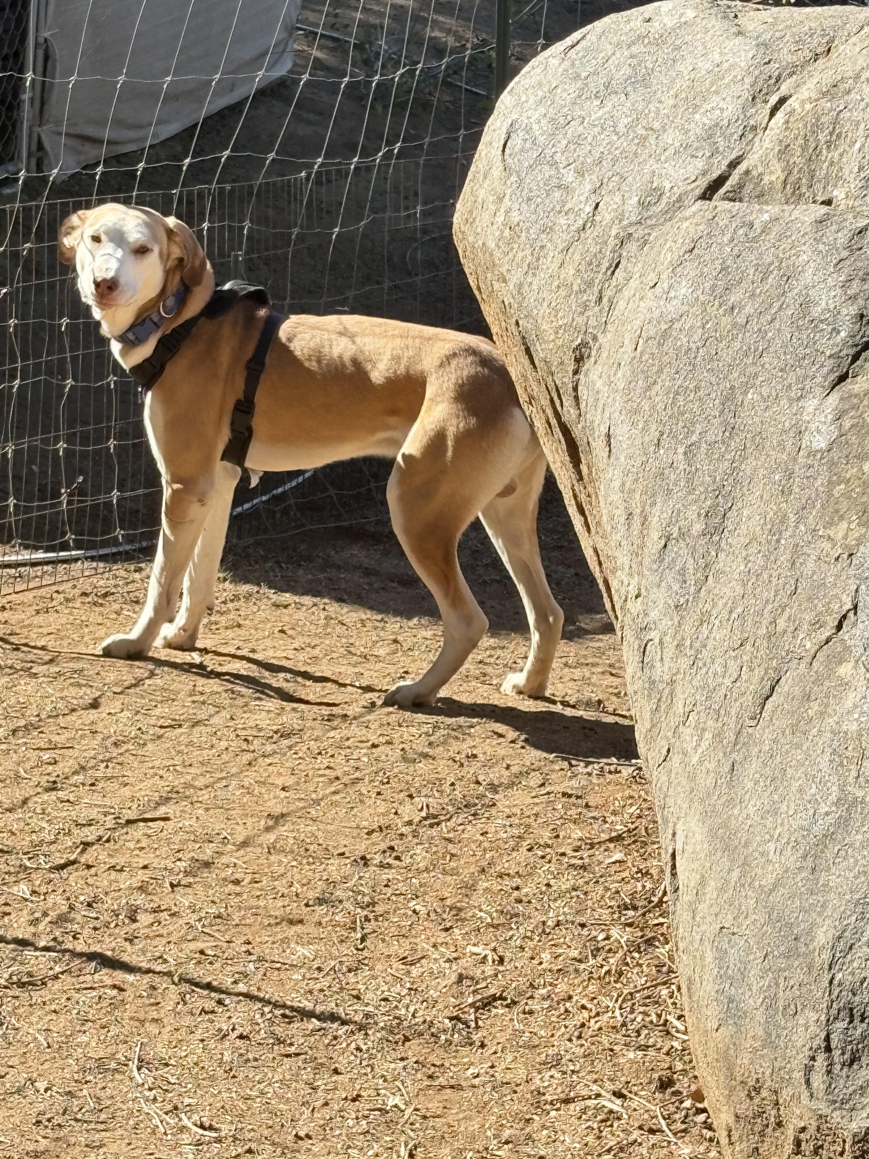 Enlarge Apollo, a Adoptable mixed breed in San Ysidro, CA image 4/6
