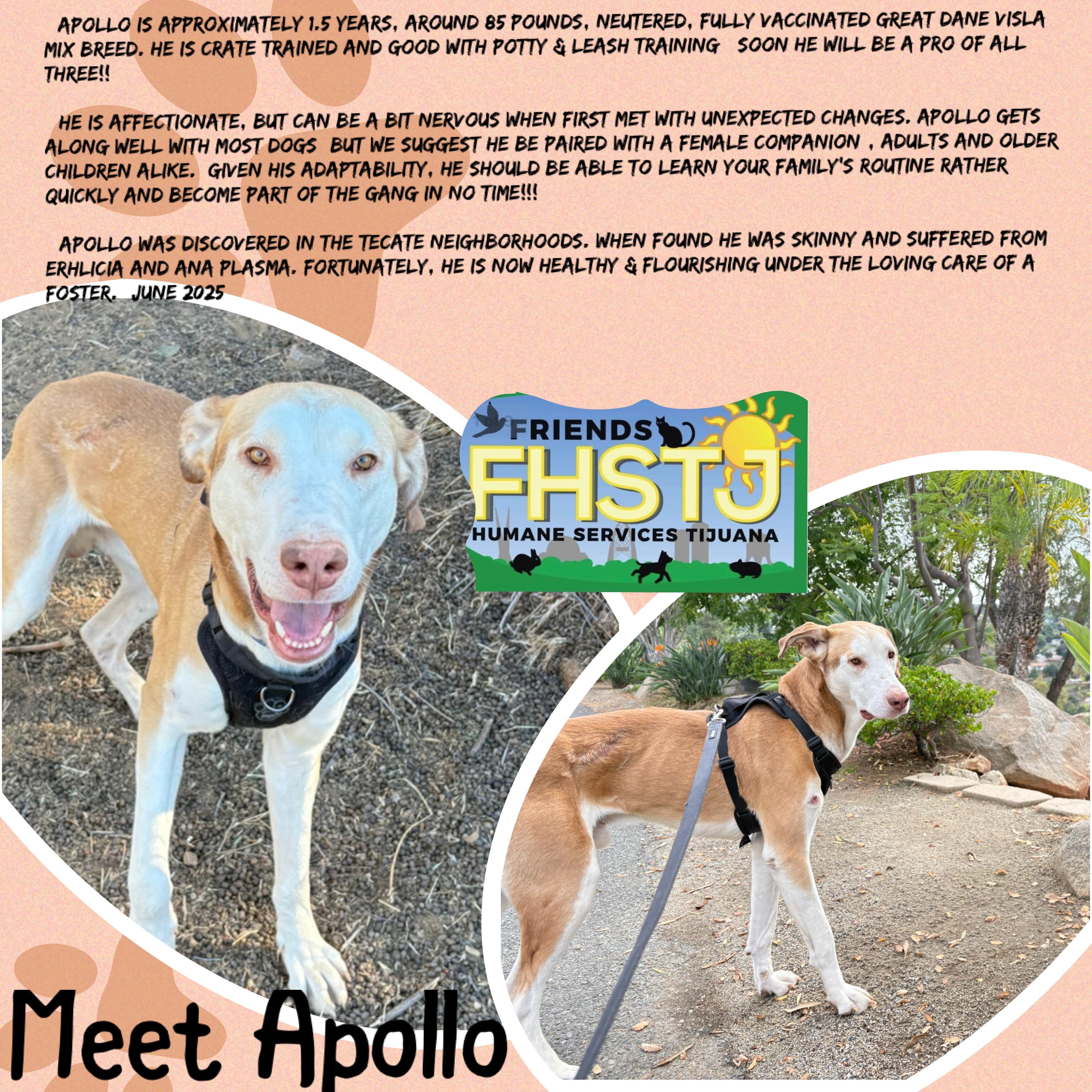 Enlarge Apollo, a Adoptable mixed breed in San Ysidro, CA image 5/6