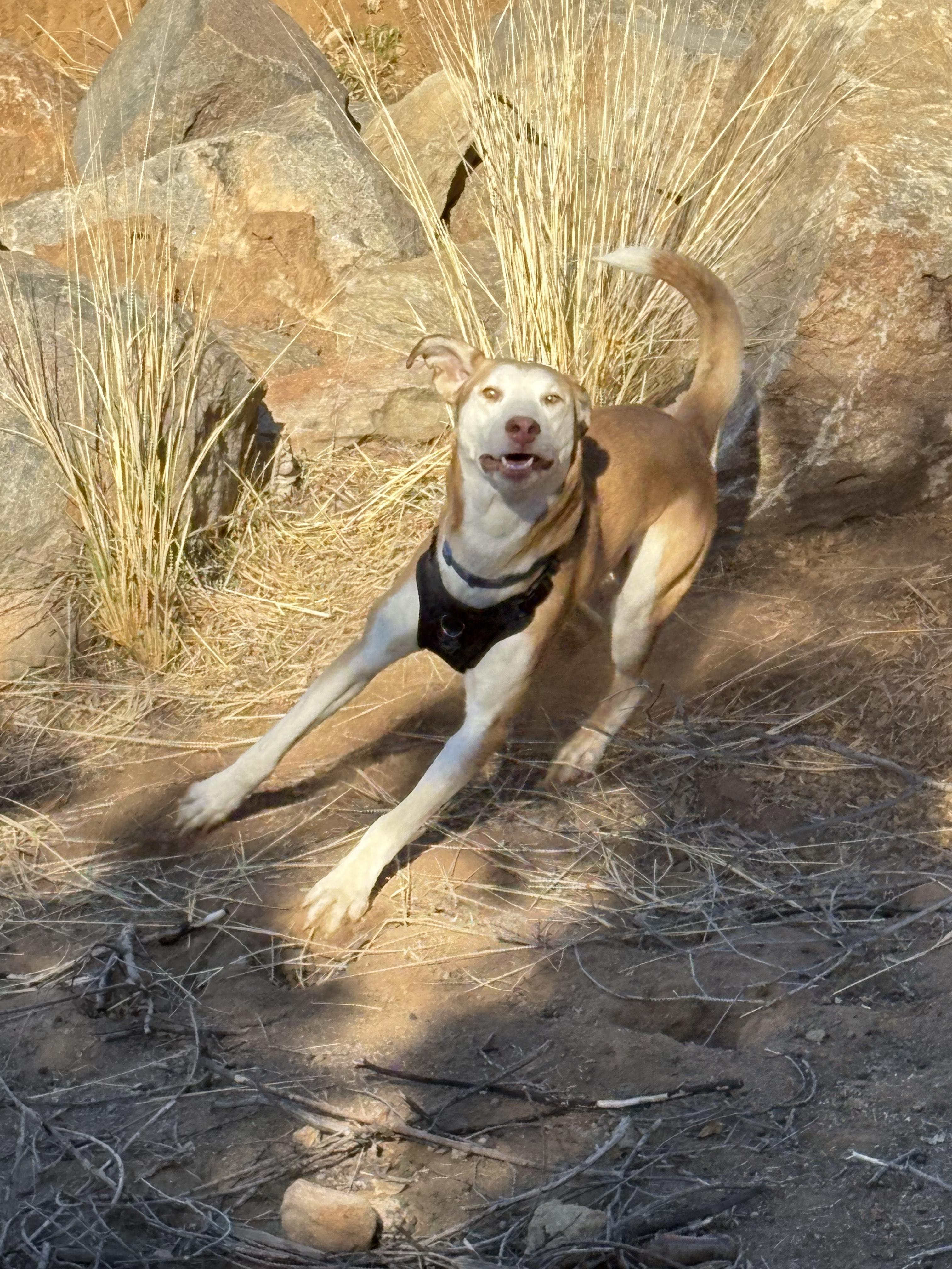 Enlarge Apollo, a Adoptable mixed breed in San Ysidro, CA image 6/6